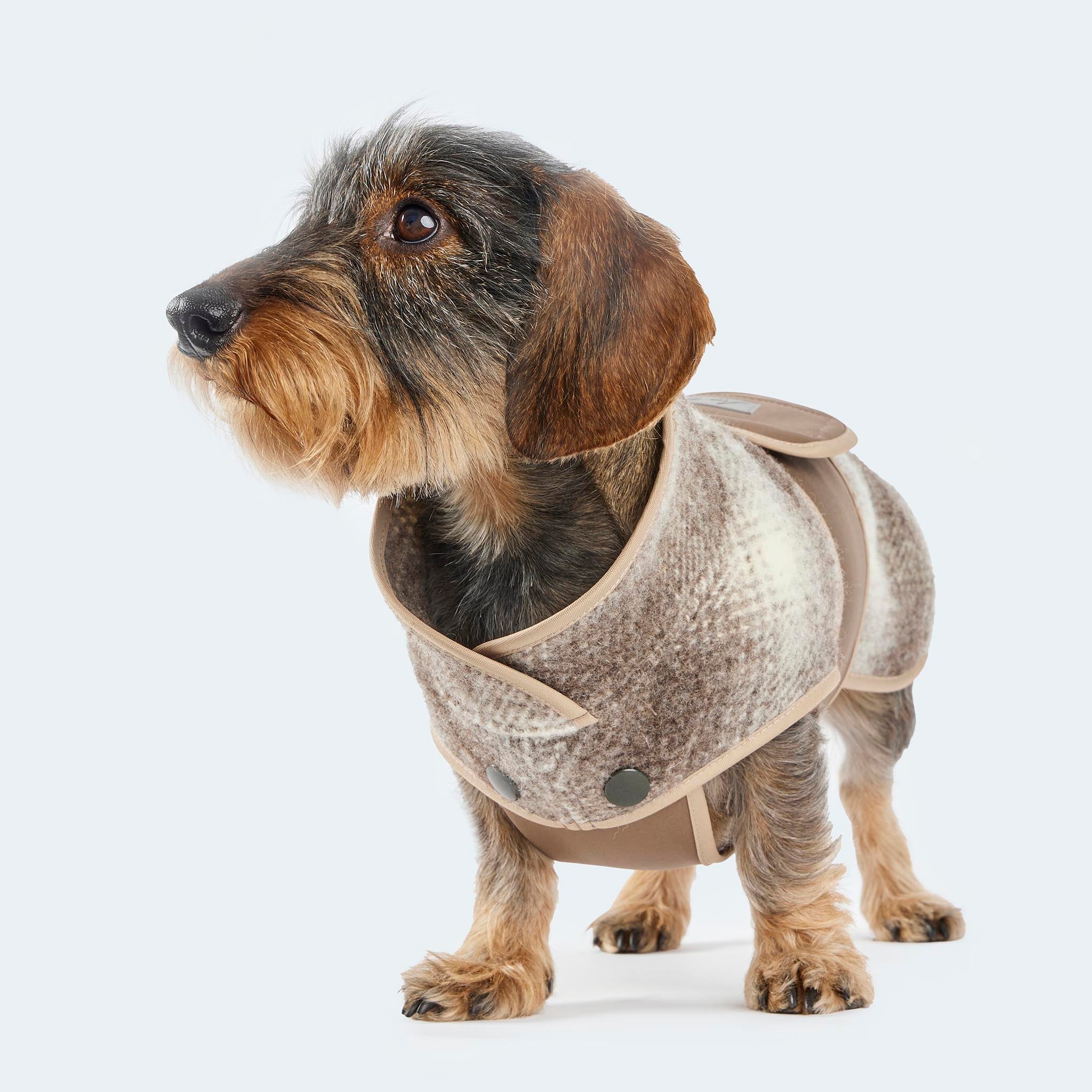 Leopold's Finest | Dackel trägt ungefütterten Lodenmantel in braunem Karo Muster mit braunem austauschbarem Ersatz Softshell Brustlatz für Dackel und kleine Hunde Sicht von oben