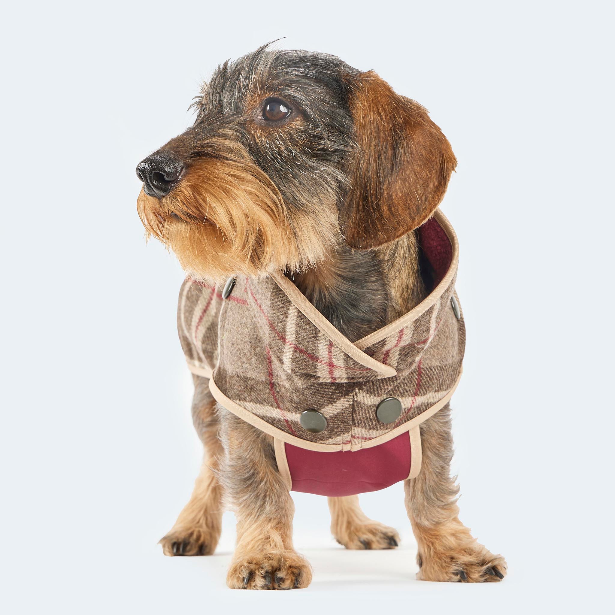 Leopold's Finest | Dackel trägt Hundemantel aus Wolle mit Curly-Futter und Softshell-Brustlatz im braunen Glencheck-Muster. Ansicht von vorne.