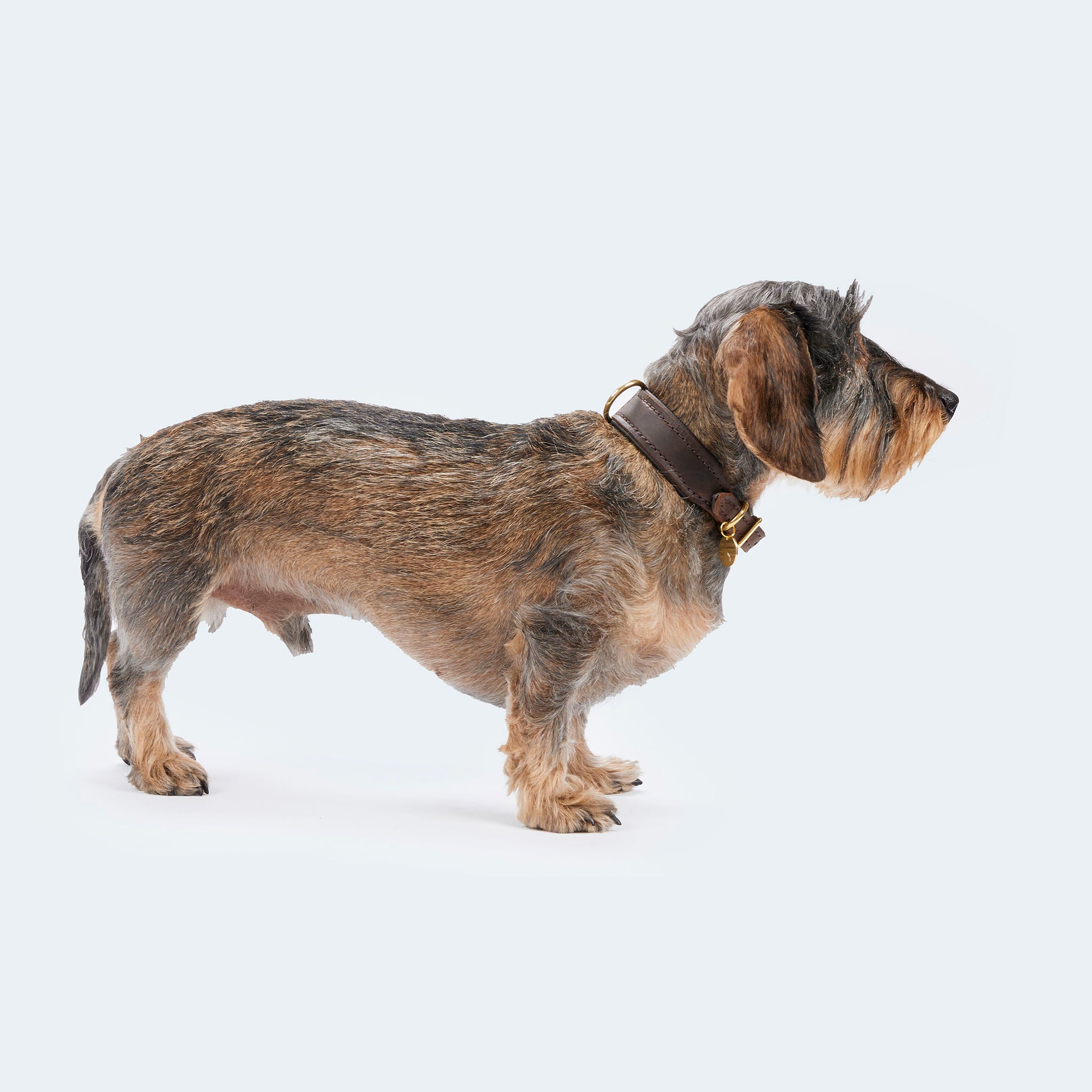 Leopold's Finest | Dackel trägt Hundehalsband Leder dunkelbraun mit Karabiner aus Messing für Dackel und kleine Hunde