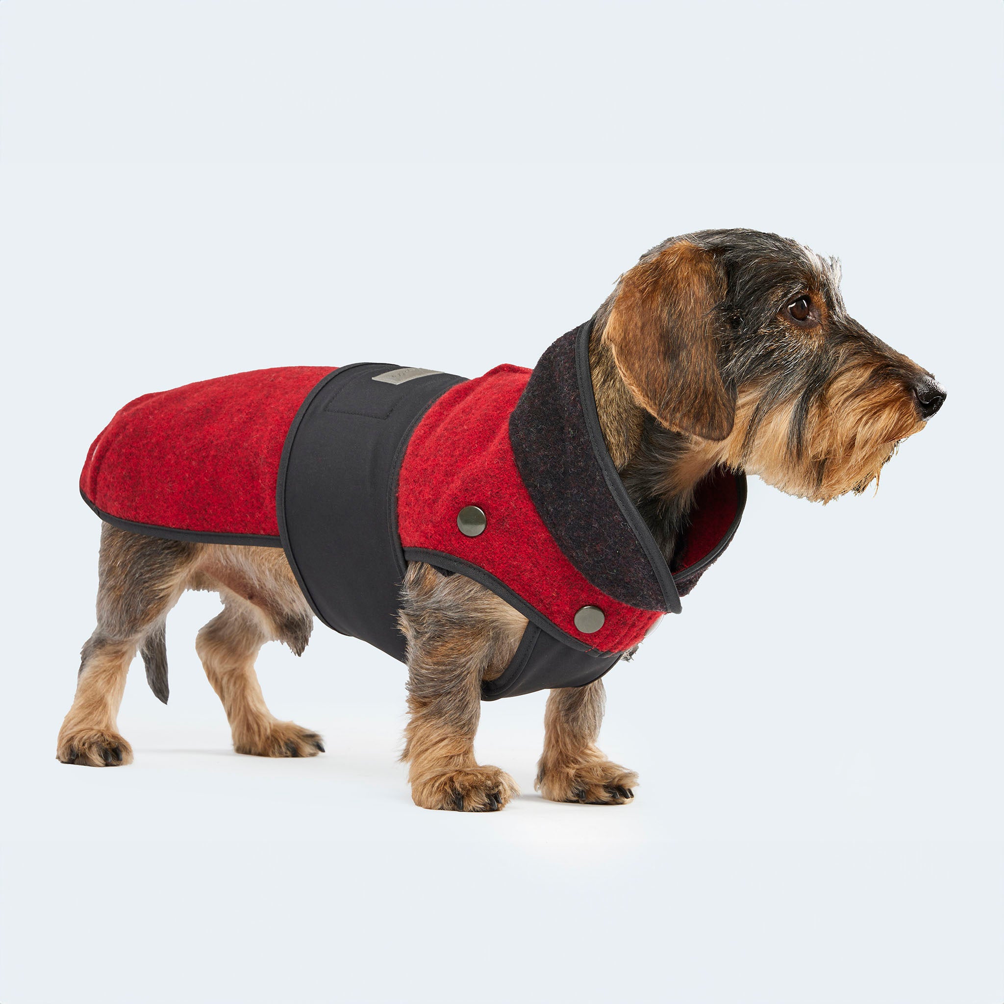 Leopold's Finest | Dackel trägt Lodenmantel für kleine Hunde in rot mit Softshell Bauchschutz in schwarz