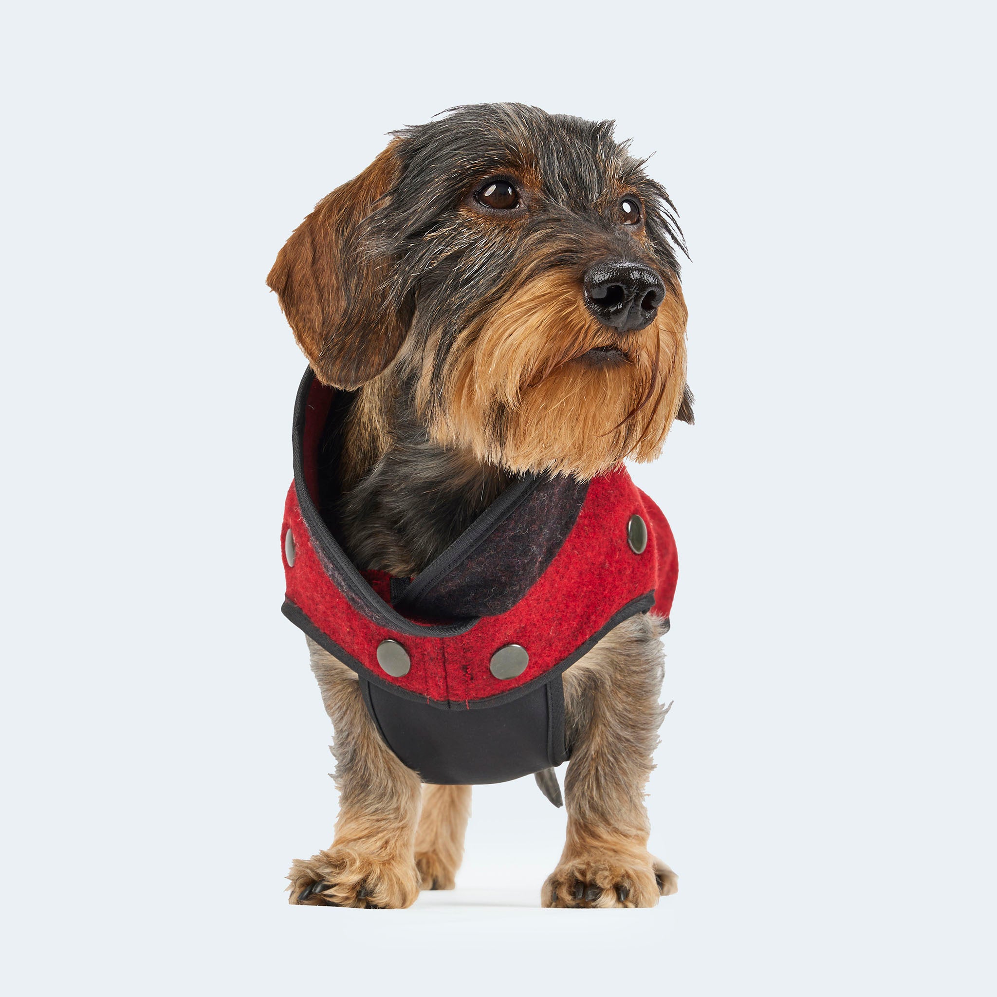 Leopold's Finest | Dackel trägt Lodenmantel für Dackel und kleine Hunde in rot mit Softshell Bauchschutz in schwarz Sicht von vorne