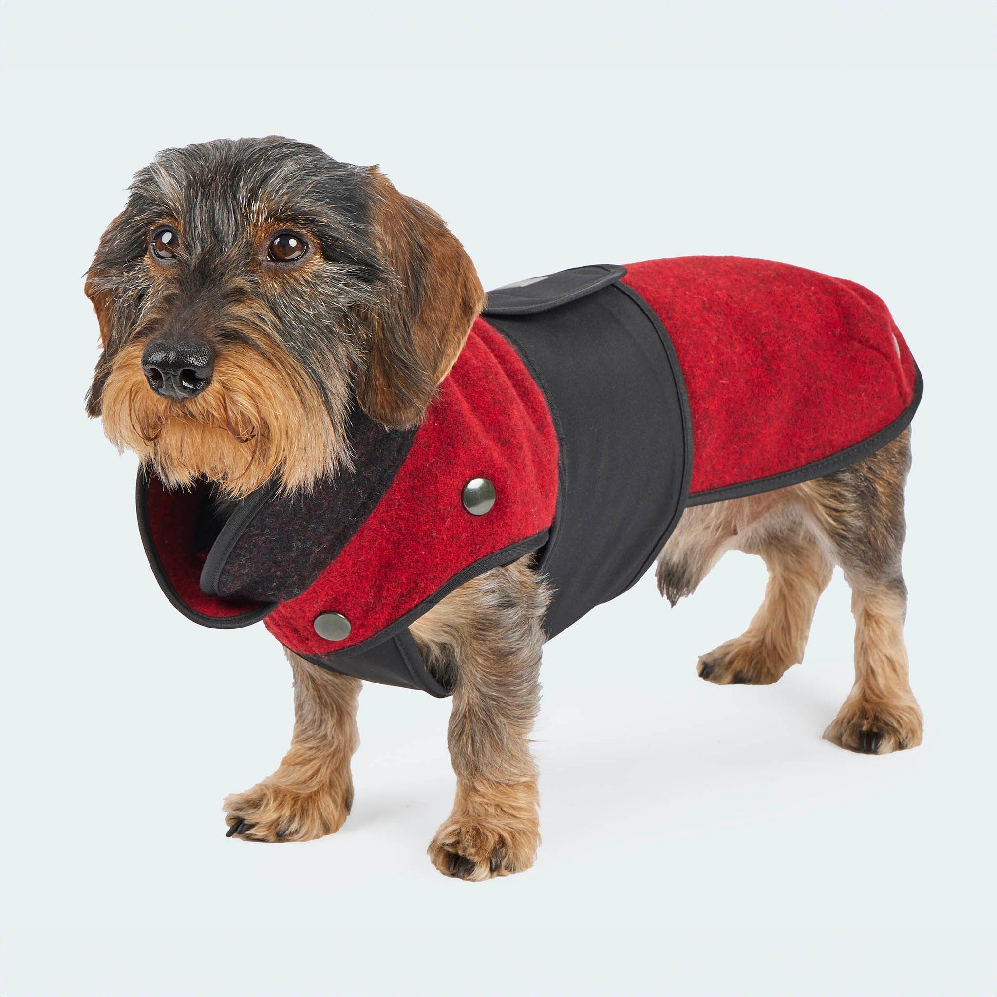 Leopold's Finest | Dackel trägt Lodenmantel für kleine Hunde in rot mit Softshell Bauchschutz in schwarz Seitenansicht