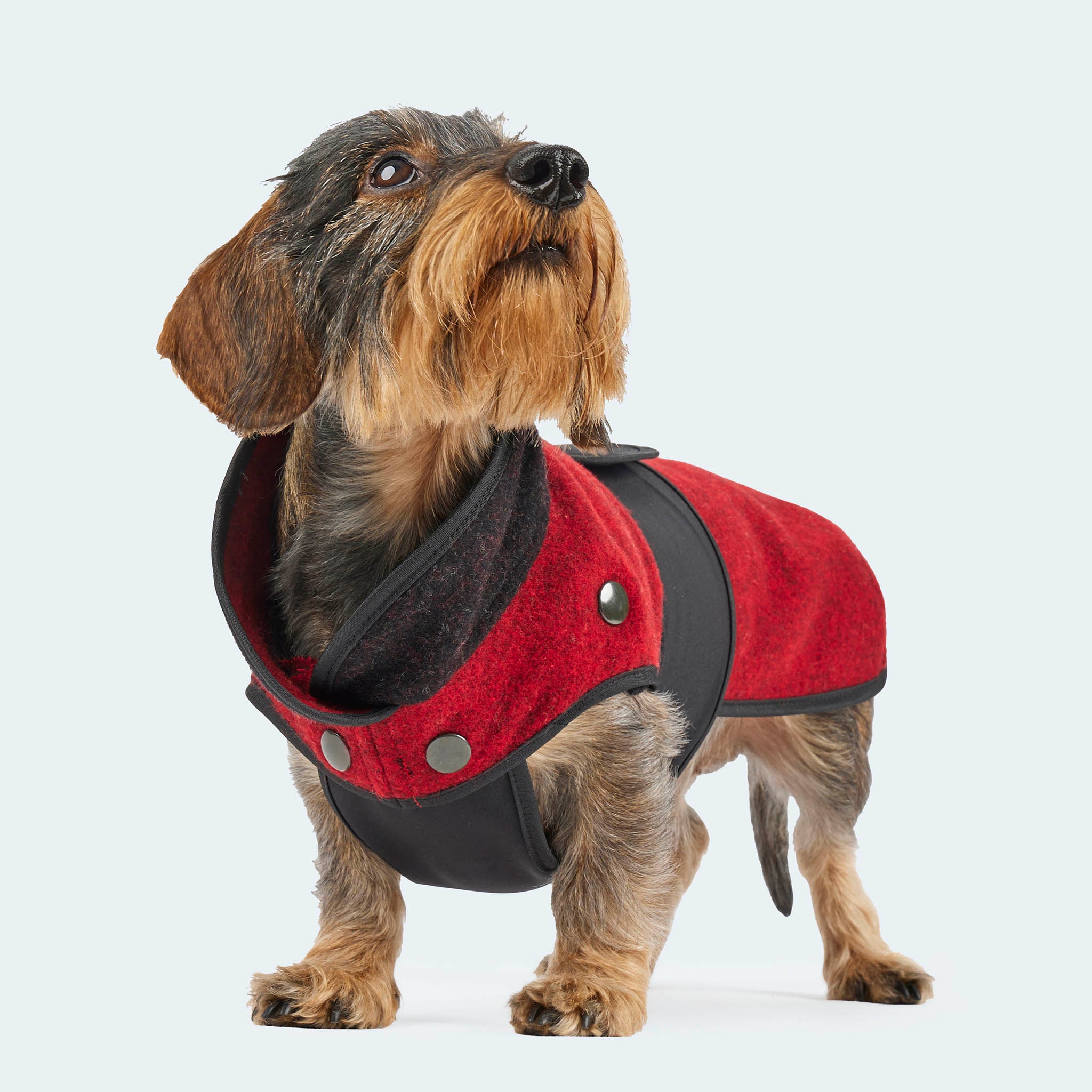 Leopold's Finest | Dackel trägt Lodenmantel für Dackel und kleine Hunde in rot mit Softshell Bauchschutz in schwarz