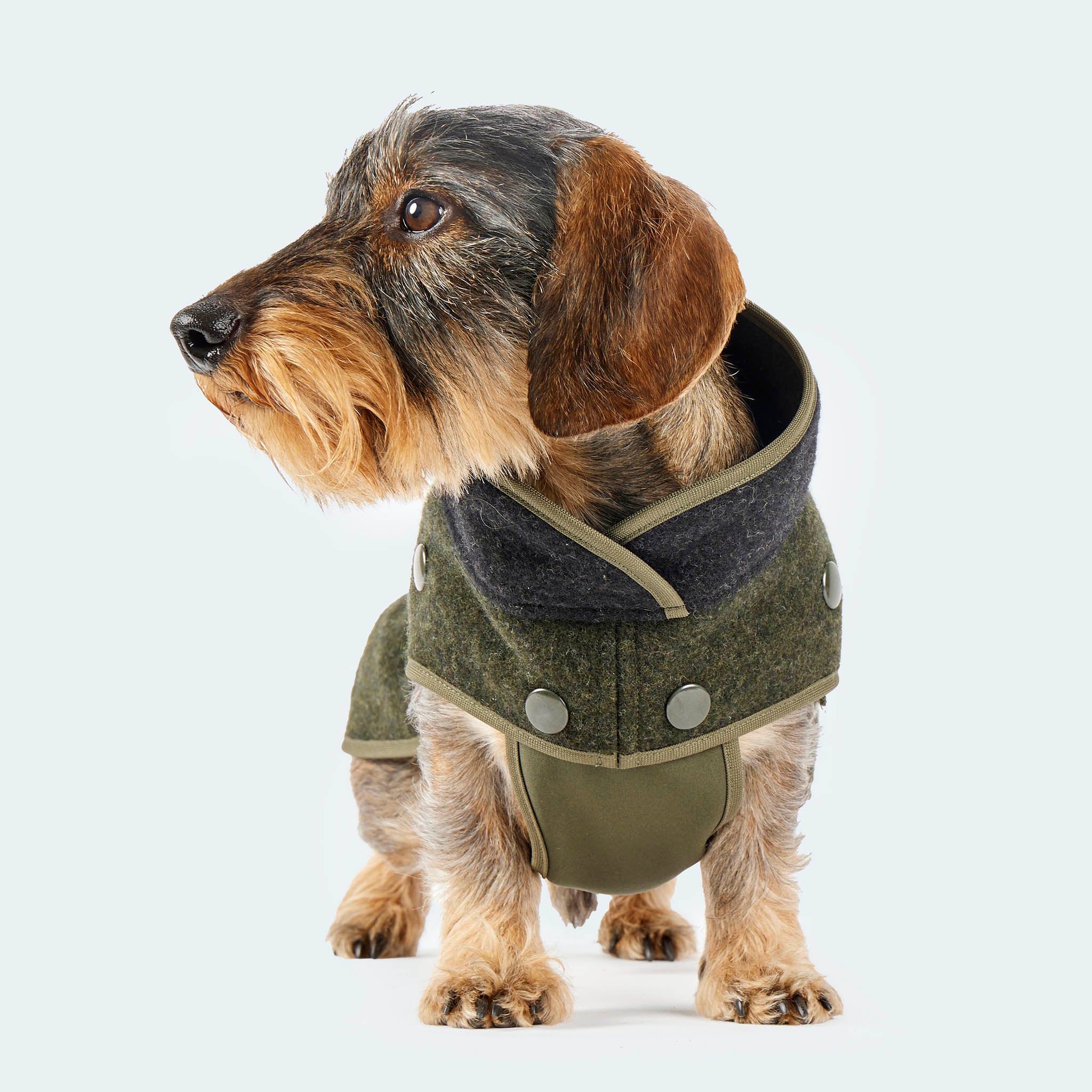 Leopold's Finest | Dackel trägt Lodenmantel mit Softshellbrustlatz für Dackel und kleine Hunde in oliv-anthrazit Sicht von vorne [oliv-anthrazit]