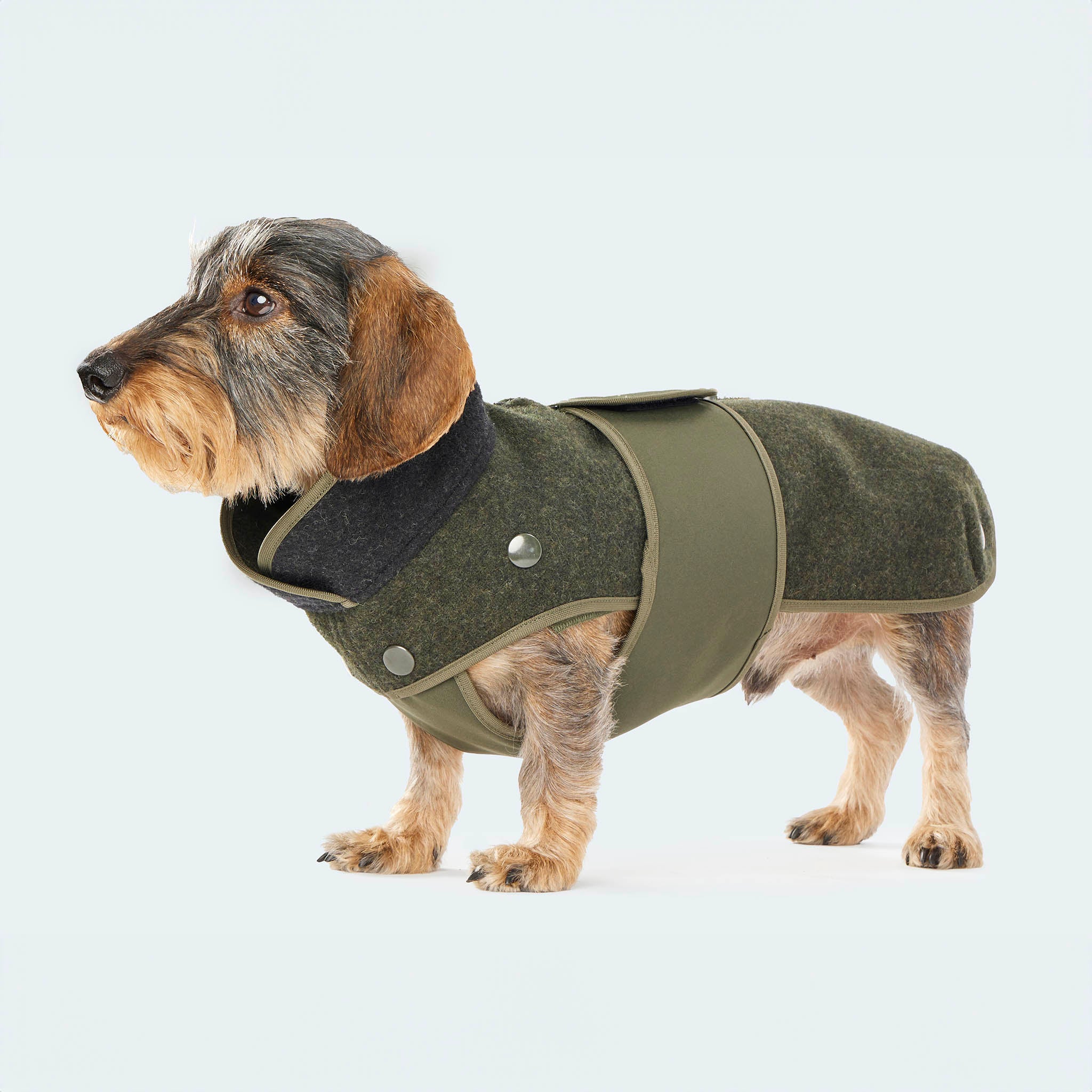 Leopold's Finest | Dackel trägt Lodenmantel mit Softshellbrustlatz für Dackel und kleine Hunde in oliv-anthrazit Sicht von der Seite[oliv-anthrazit]