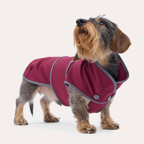 Hundemantel Softshell Bordeaux von Leopold's Finest. Tragebild am Dackel von der Seite