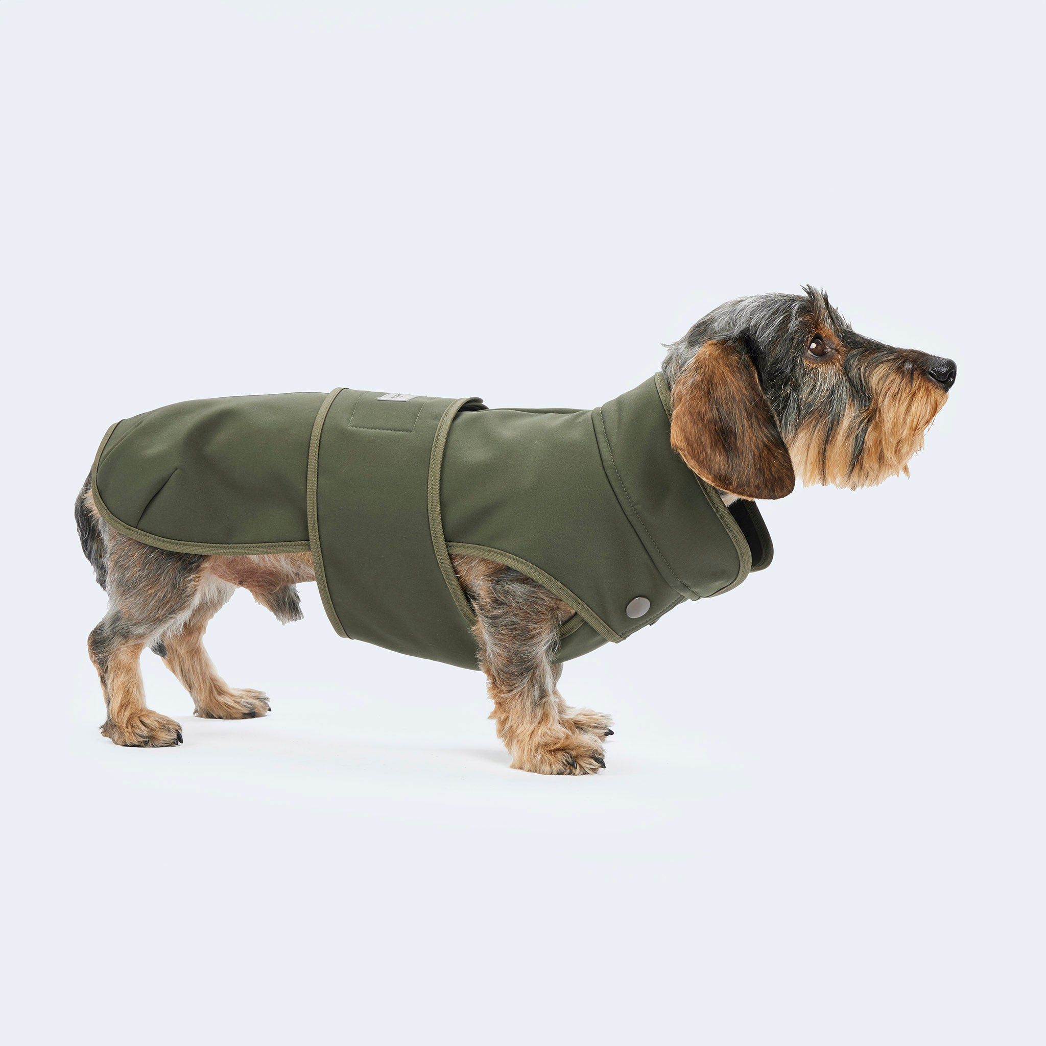 Leopold's Finest | Dackel trägt Hundemantel Softshell für Dackel und kleine Hunde in oliv. Seitenansicht
