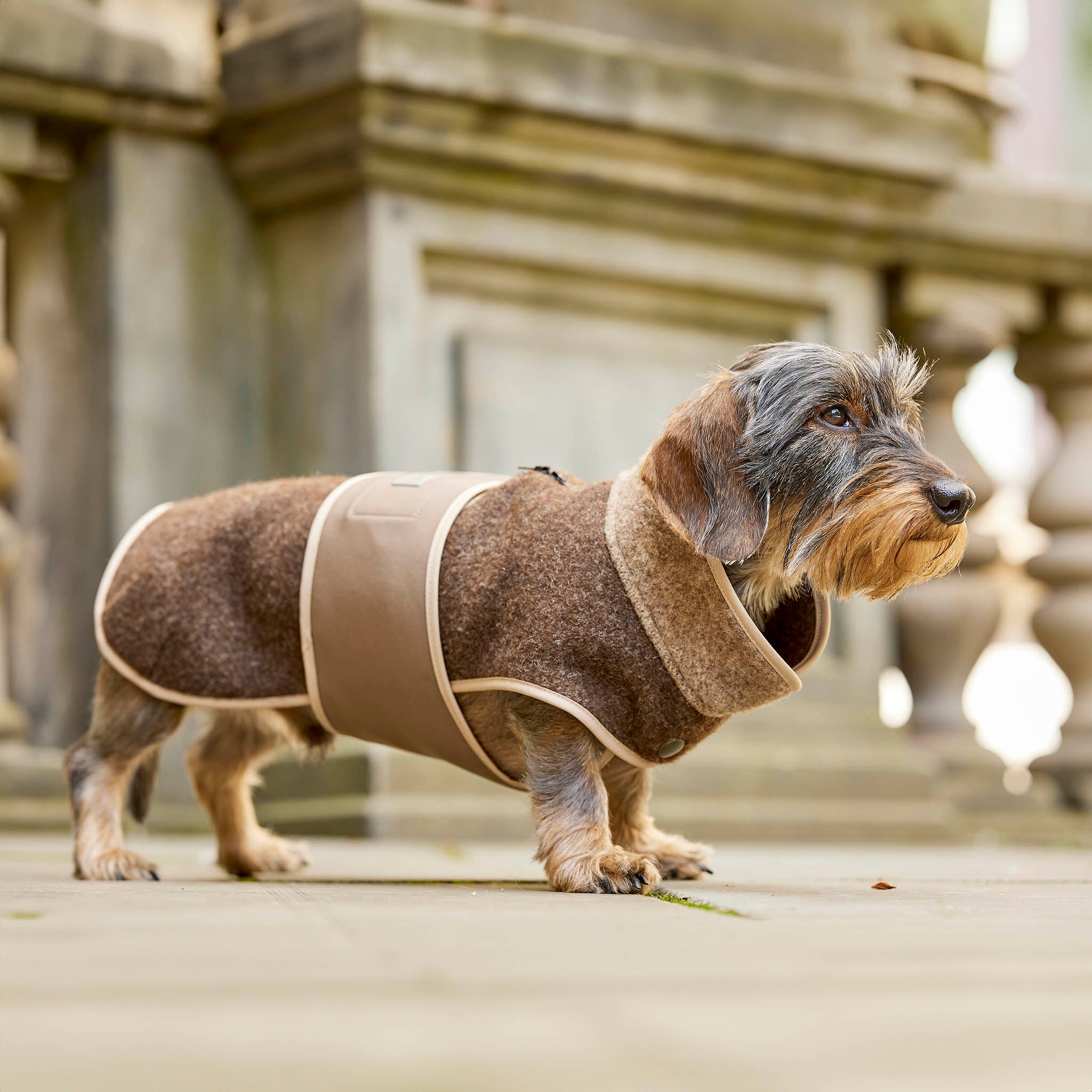 Leopold's Finest | Dackel trägt Lodenmantel mit Softshellbrustlatz in braun für Dackel und kleine Hunde in der Stadt