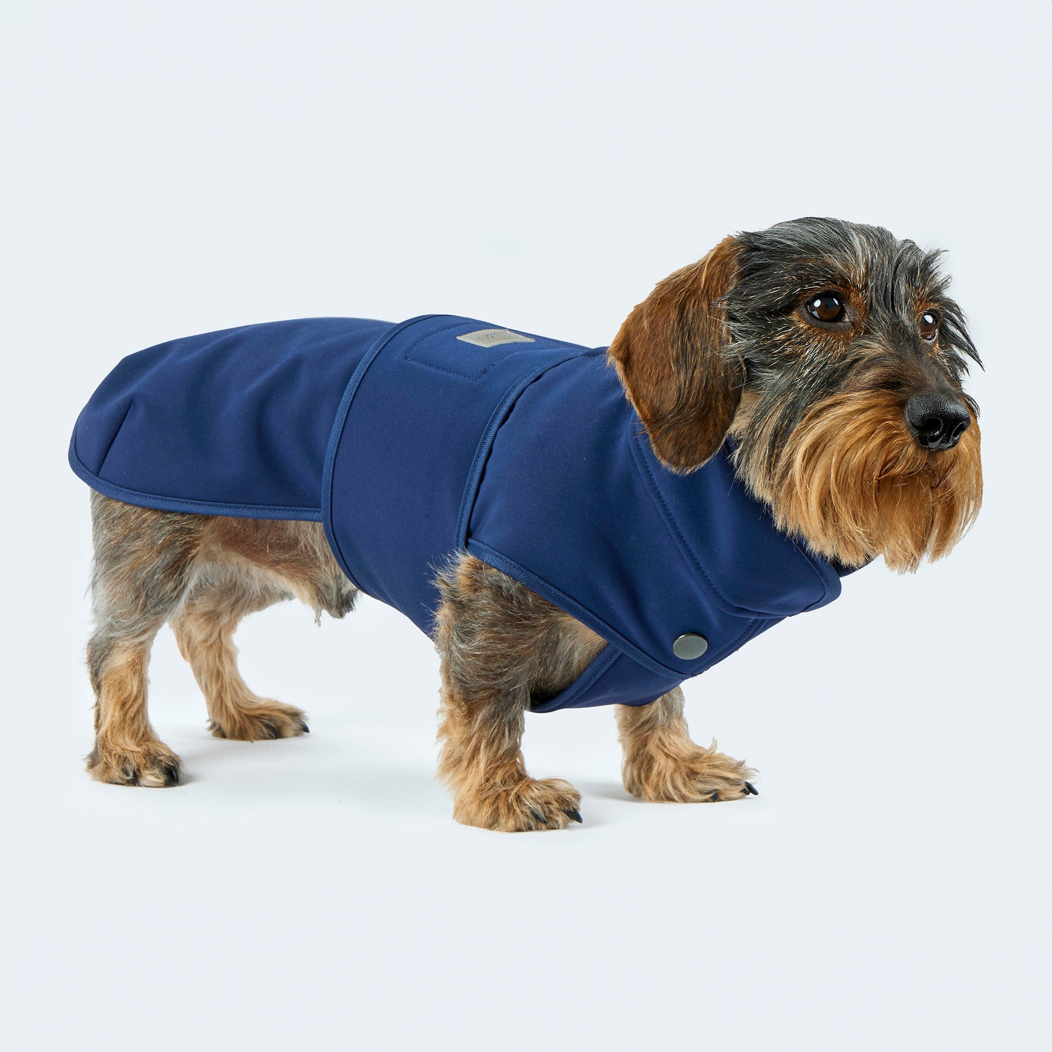 Dackel trägt Hundemantel Softshell für Dackel und kleine Hunde in dunkelblau