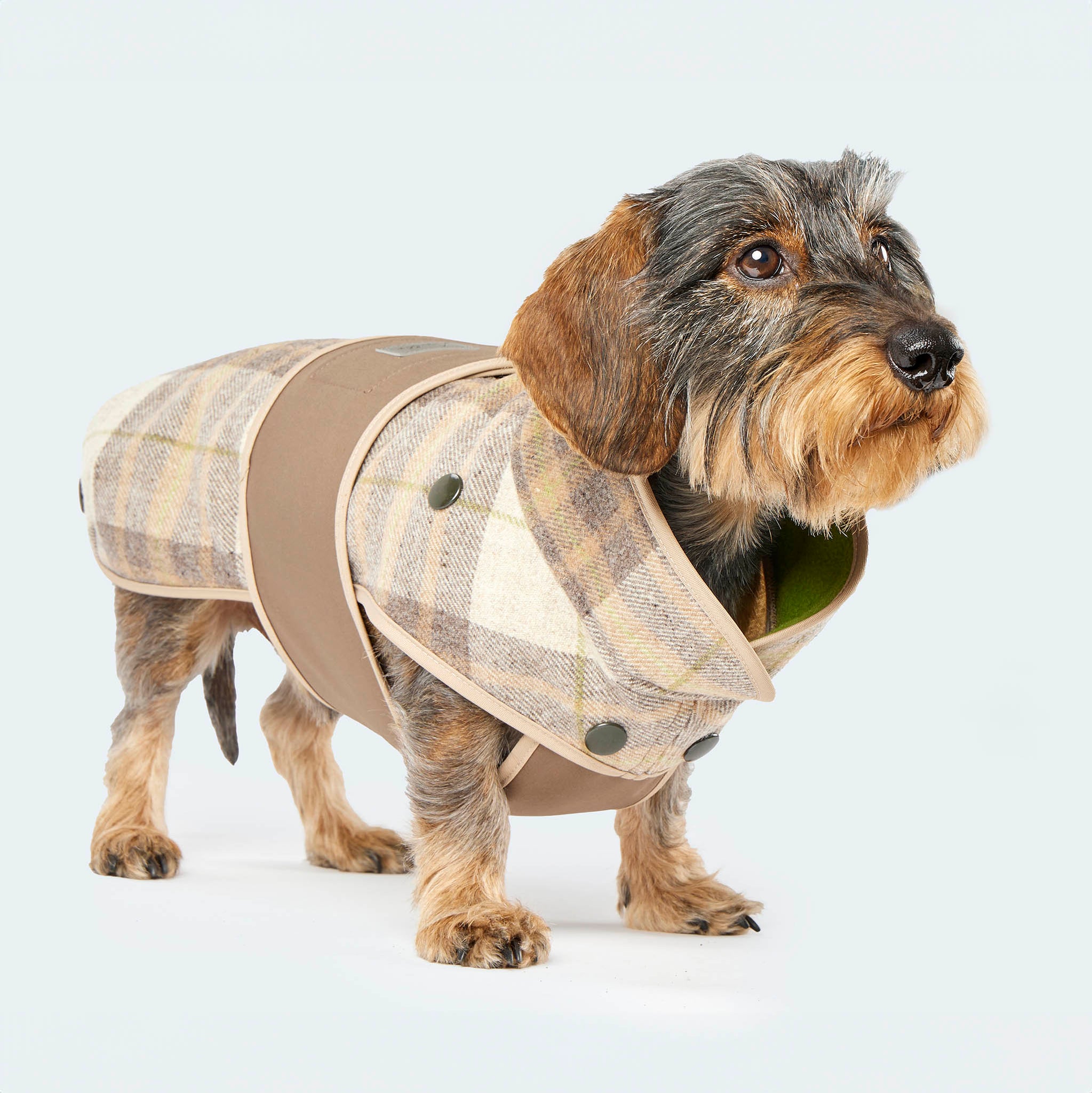 Leopold's Finest | Dackel trägt Hundemantel aus Wolle mit Curly-Futter und Softshell-Brustlatz im taupen Glencheck-Muster. Seitenansicht.