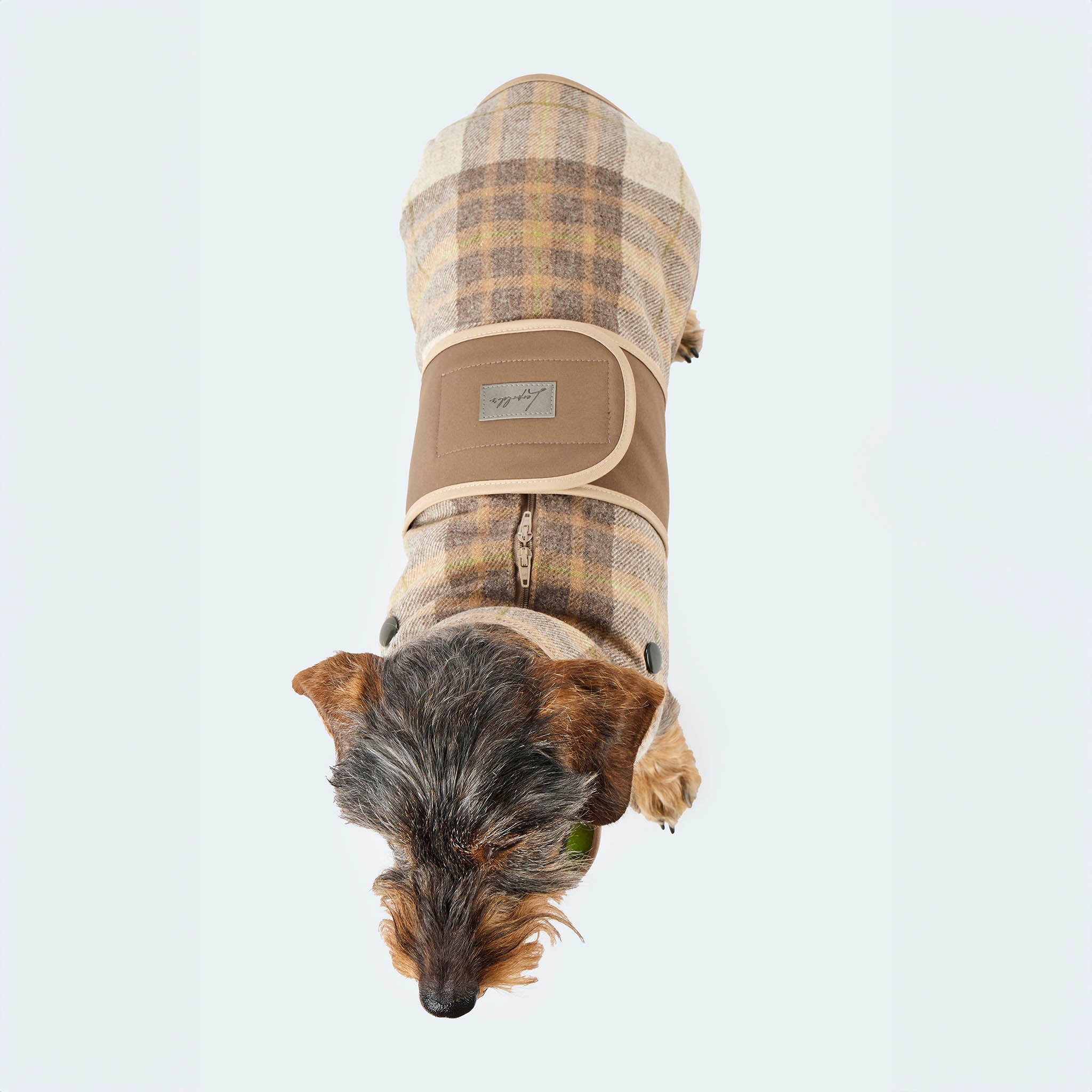 Leopold's Finest | Dackel trägt Hundemantel aus Wolle mit Curly-Futter und Softshell-Brustlatz im taupen Glencheck-Muster. Ansicht von oben.