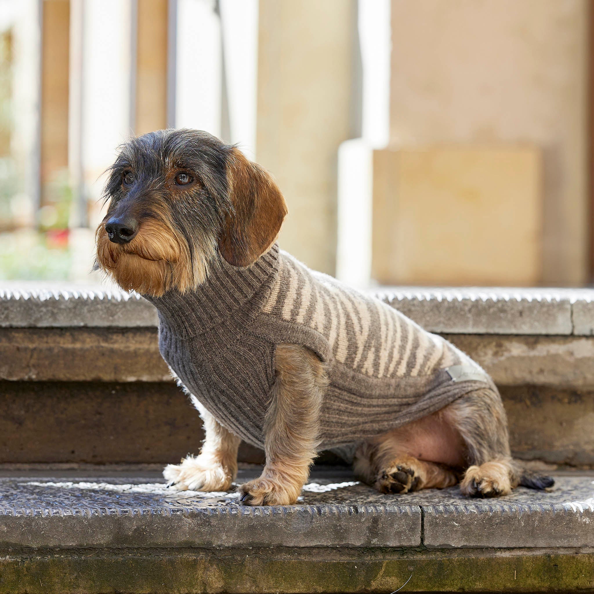 Leopold's Finest for Dogs | Dackel trägt Hunde Strickpullover aus 100% Schurwolle in taupe Zebra-Muster für Dackel und kleine Hunde sitzend