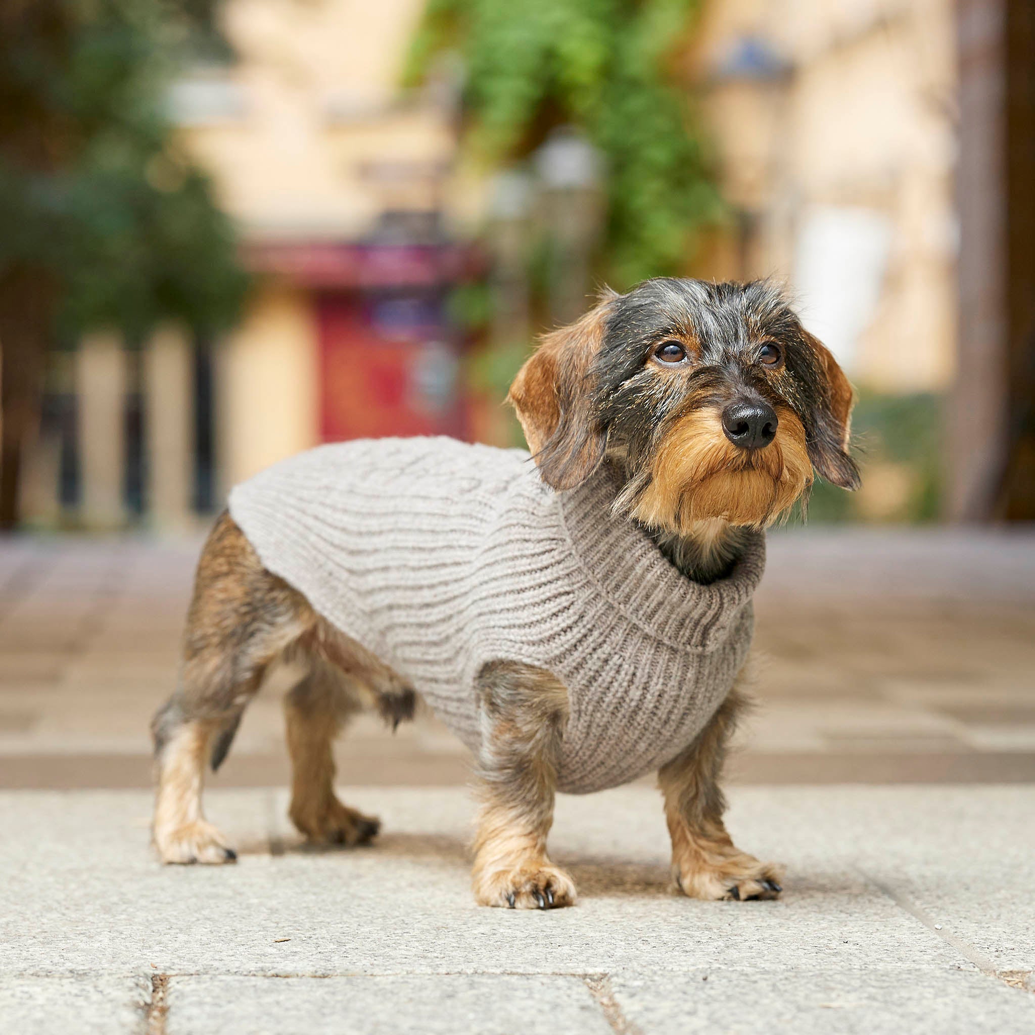 Leopold's Finest | Dackel trägt Hundepullover aus Schurwolle in taupe für Dackel und kleine Hunde in der Stadt