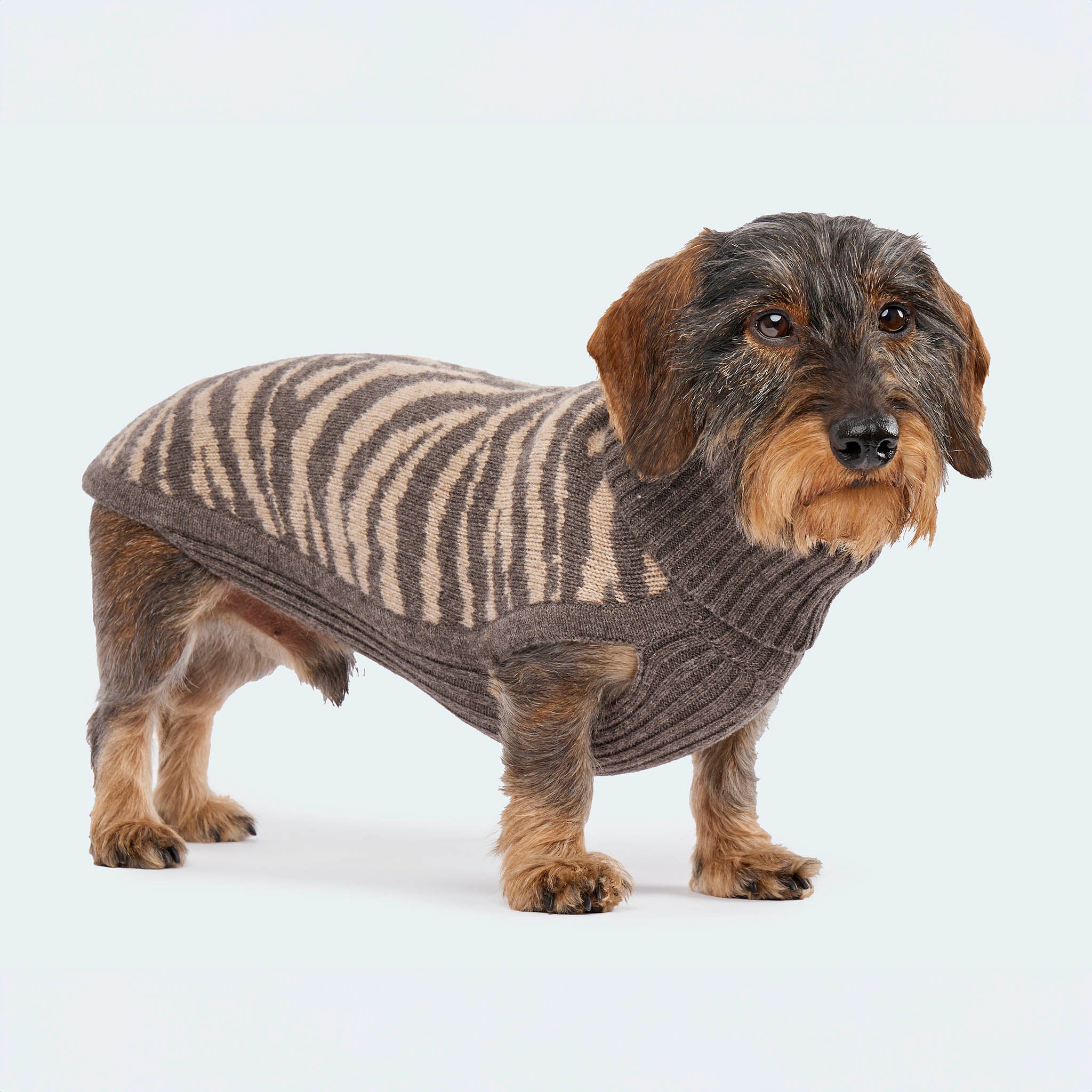 Leopold's Finest for Dogs | Dackel trägt Hunde Strickpullover aus 100% Schurwolle in taupe Zebra-Muster für Dackel und kleine Hunde