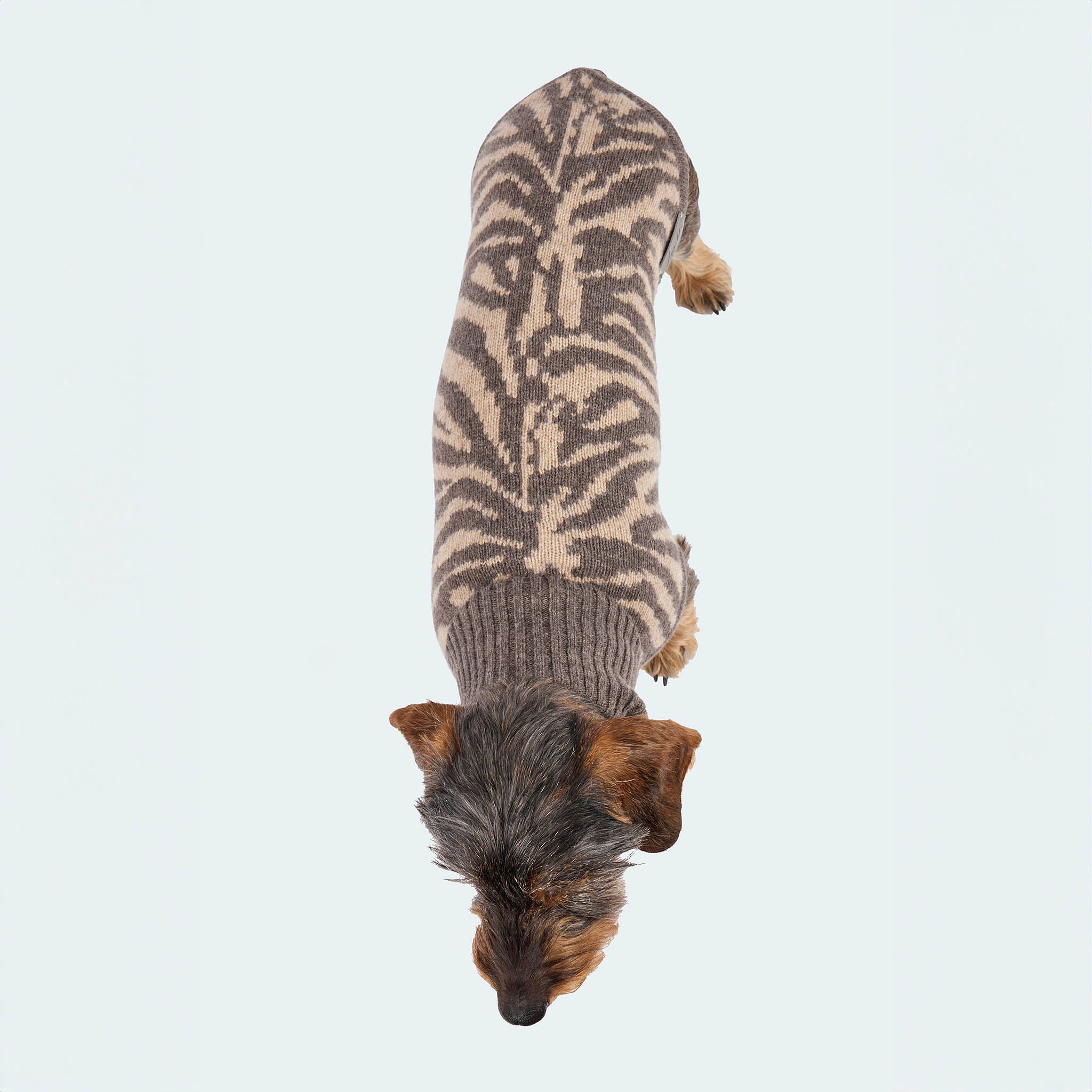 Leopold's Finest for Dogs | Dackel trägt Hunde Strickpullover aus 100% Schurwolle in taupe Zebra-Muster für Dackel und kleine Hunde. Sicht von oben.