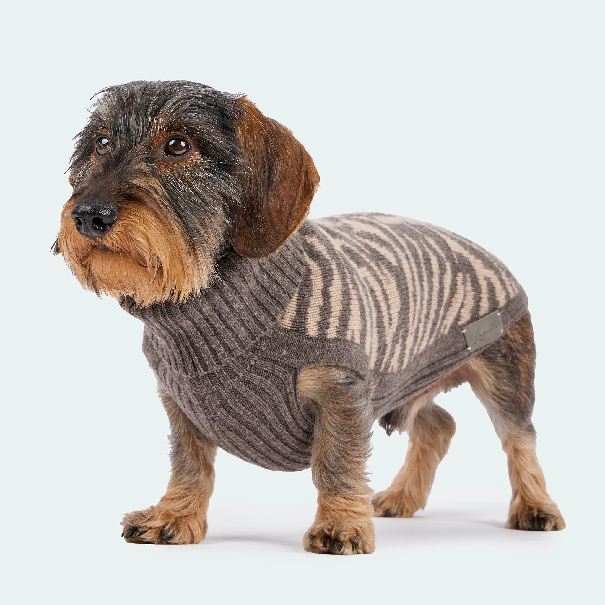 Leopold's Finest for Dogs | Dackel trägt Hunde Strickpullover aus 100% Schurwolle in taupe Zebra-Muster für Dackel und kleine Hunde