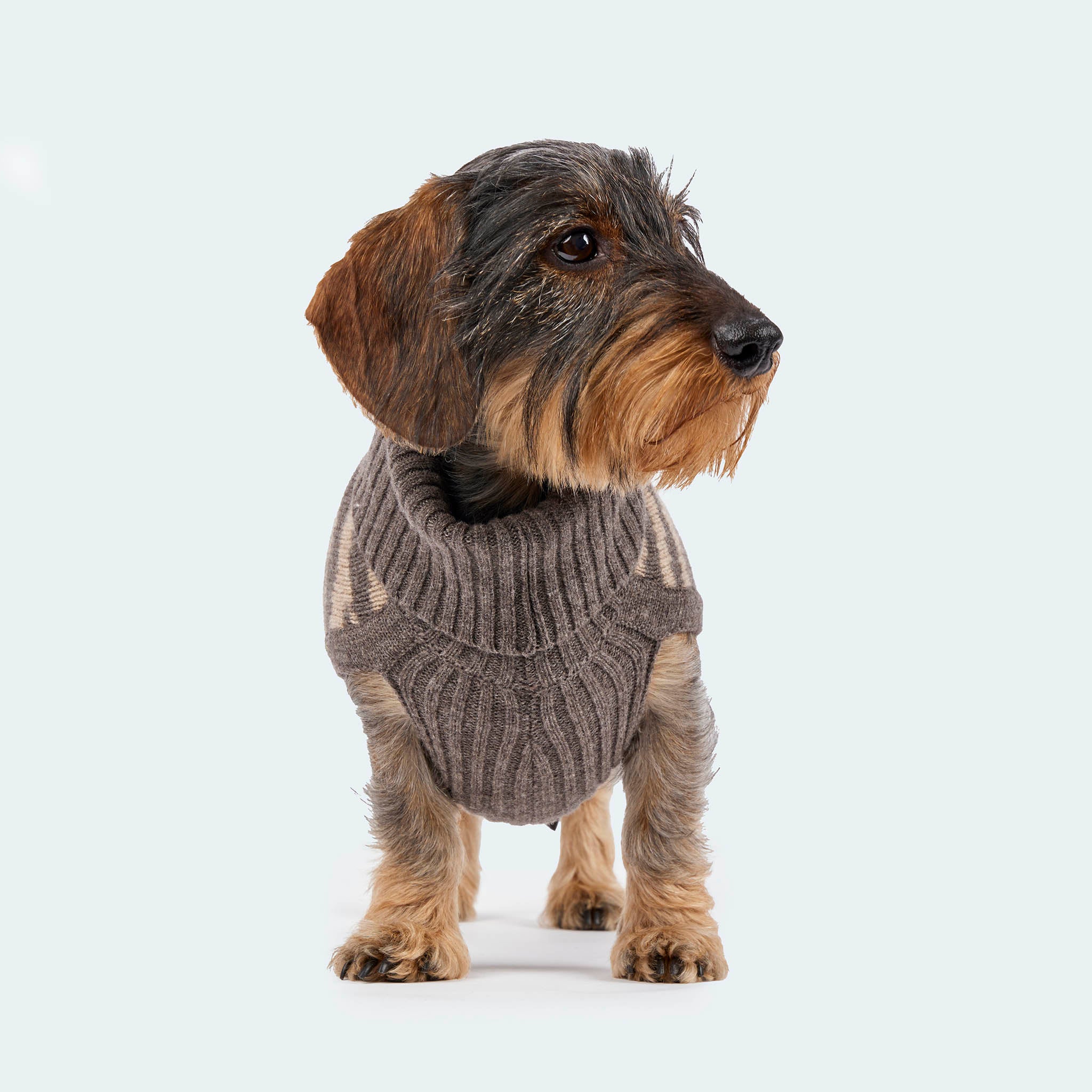Leopold's Finest for Dogs | Dackel trägt Hunde Strickpullover aus 100% Schurwolle in taupe Zebra-Muster für Dackel und kleine Hunde. Sicht von vorne.