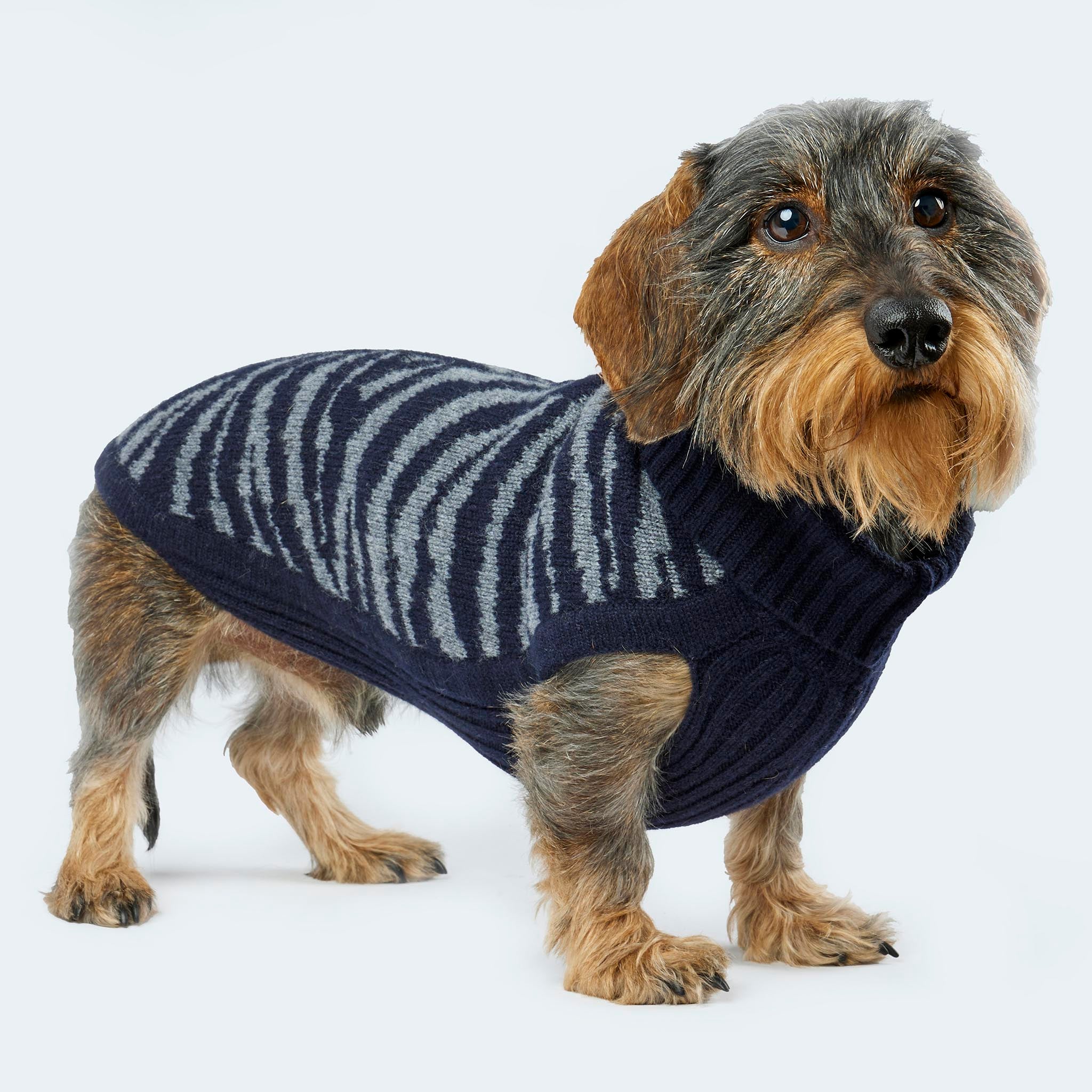 Leopold's Finest for Dogs | Dackel trägt Hunde Strickpullover aus 100% Schurwolle mit Zebra-Muster in dunkelblau für Dackel und kleine Hunde
