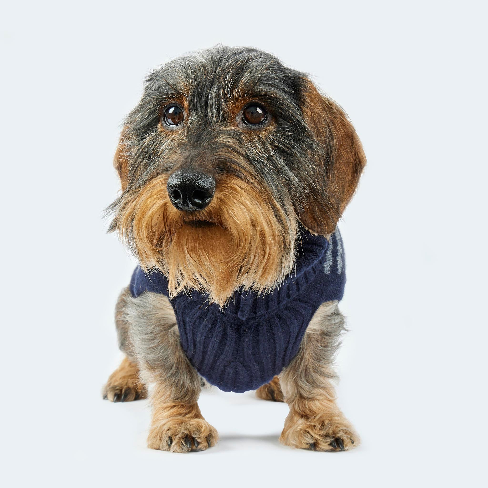 Leopold's Finest for Dogs | Dackel trägt Hunde Strickpullover aus 100% Schurwolle mit Zebra-Muster in dunkelblau für Dackel und kleine Hunde im Sitzen