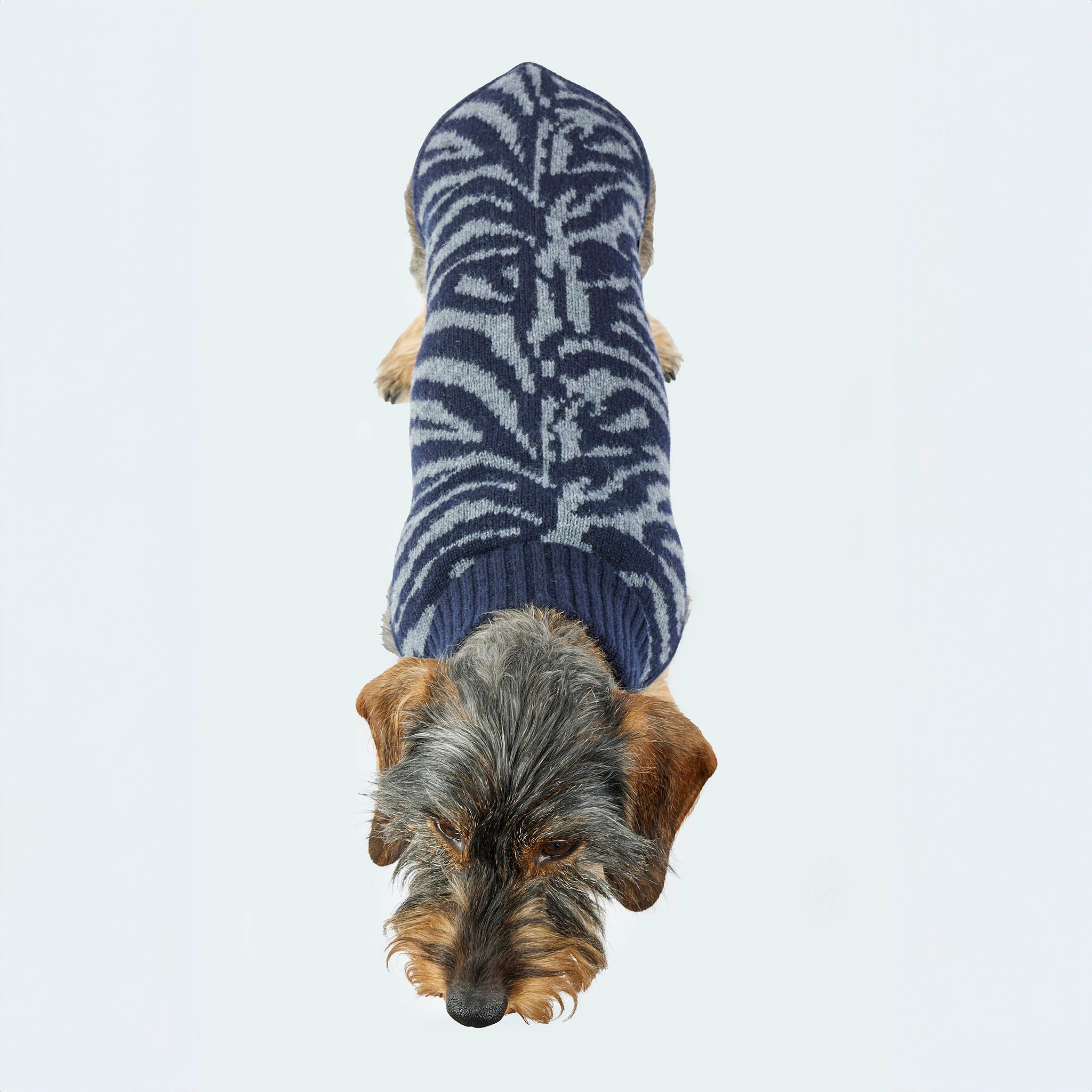 Leopold's Finest for Dogs | Dackel trägt Hunde Strickpullover aus 100% Schurwolle mit Zebra-Muster in dunkelblau für Dackel und kleine Hunde Sicht von oben