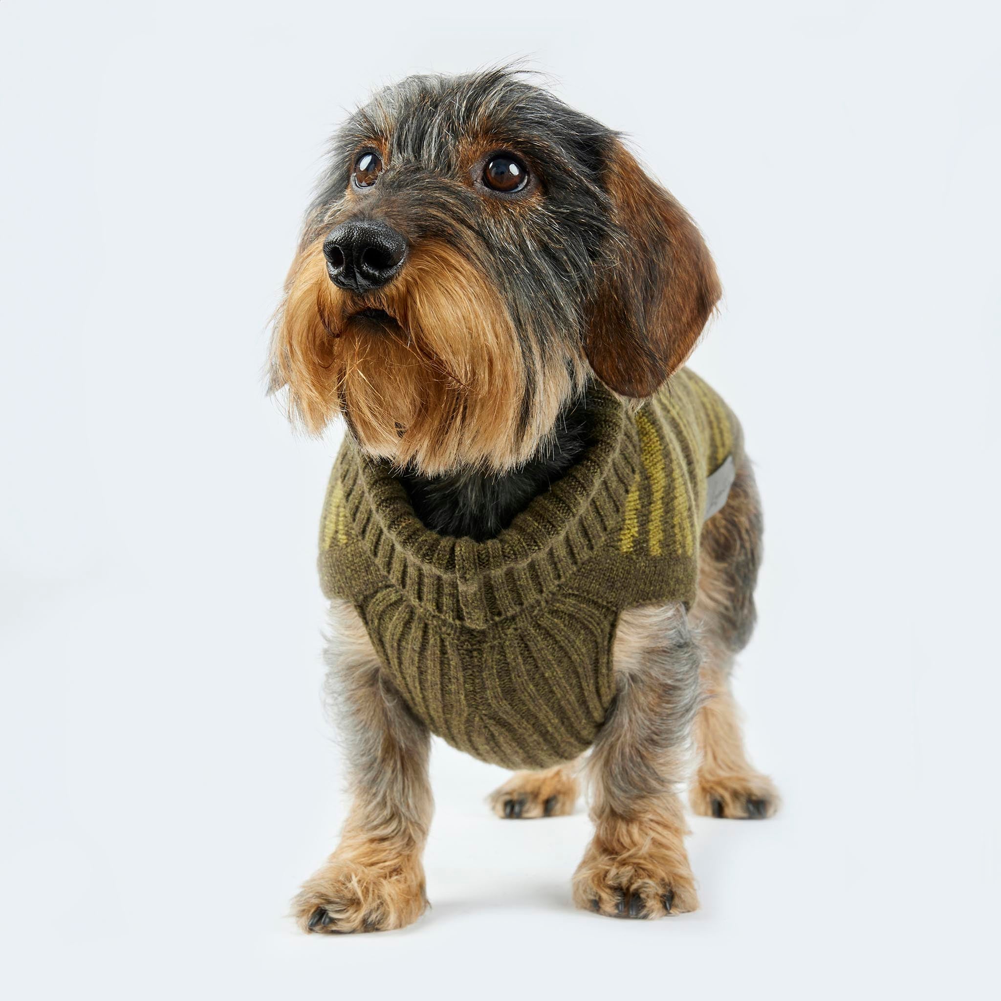 Leopold's Finest | Dackel trägt Hundepullover aus 100% Schurwolle für Dackel und kleine Hunde in oliv mit Zebramuster Vorderansicht