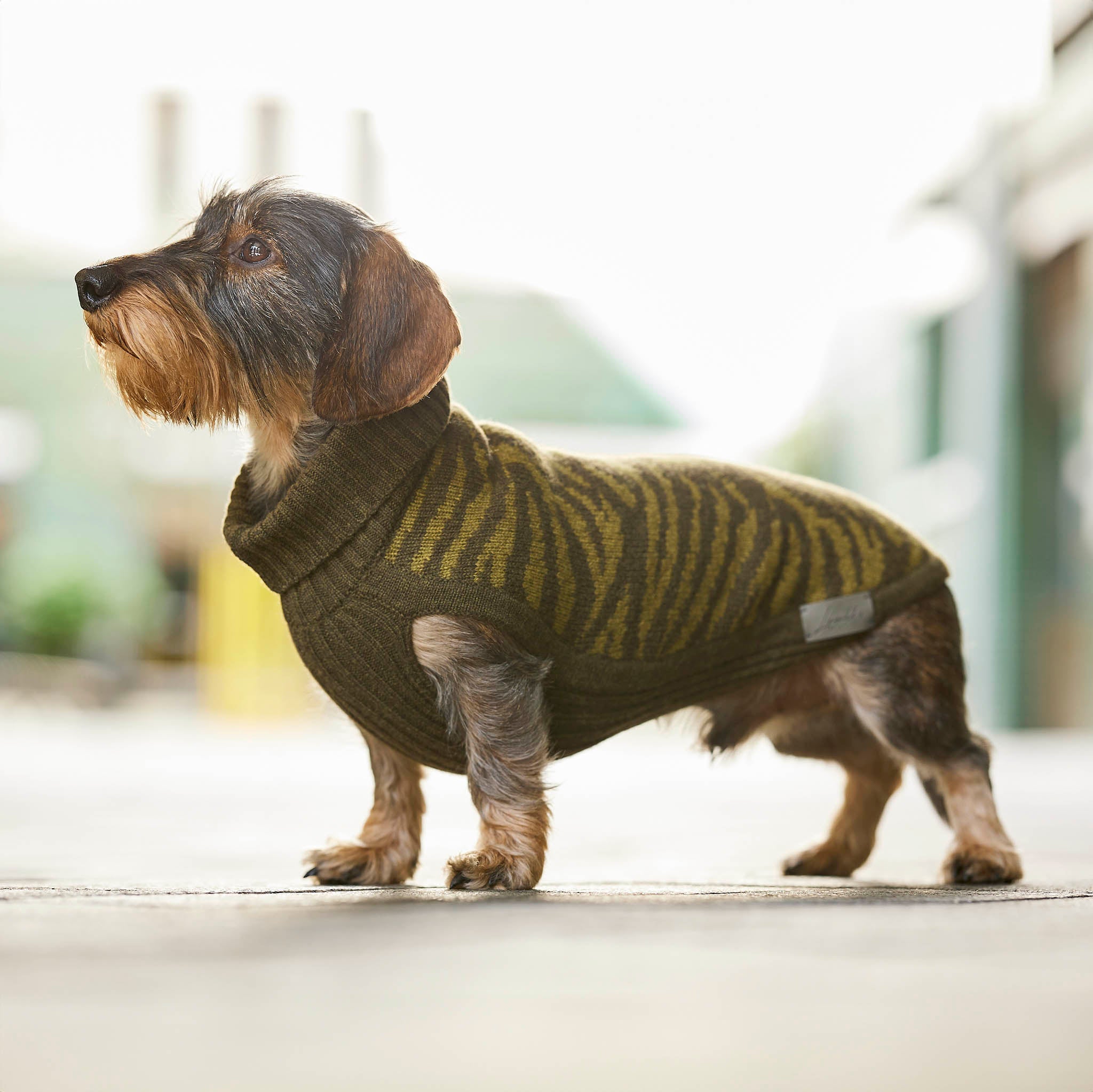 Leopold's Finest | Dackel trägt Hundepullover aus 100% Schurwolle für Dackel und kleine Hunde in oliv mit Zebramuster 