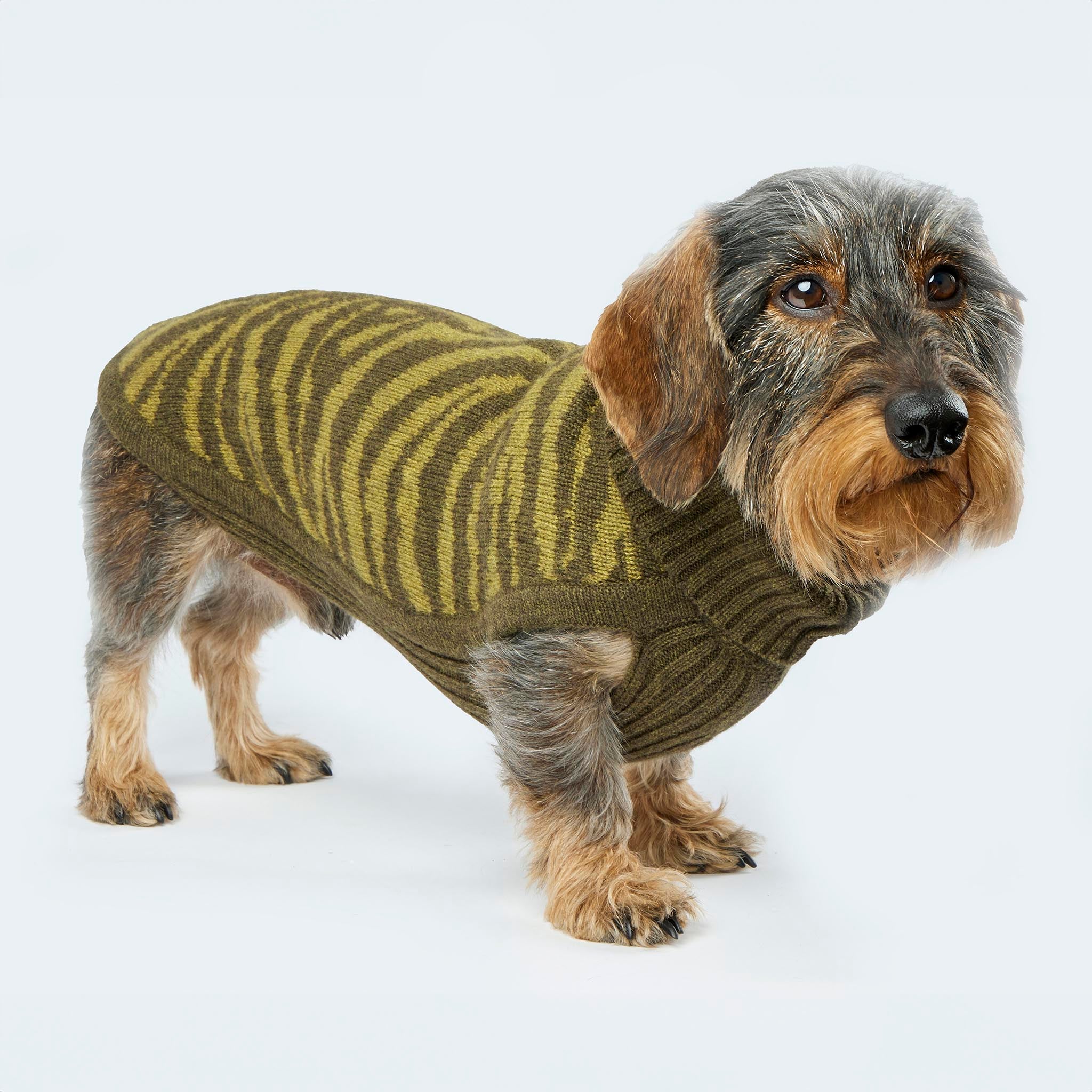 Leopold's Finest | Dackel trägt Hundepullover aus 100% Schurwolle für Dackel und kleine Hunde in oliv mit Zebramuster