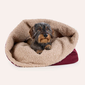 Leopold's Finest for Dogs Rauhaardackel liegt in Hunde Loden Kuschelsack Linz mit kuscheligem Webpelz Curly Innenfutter