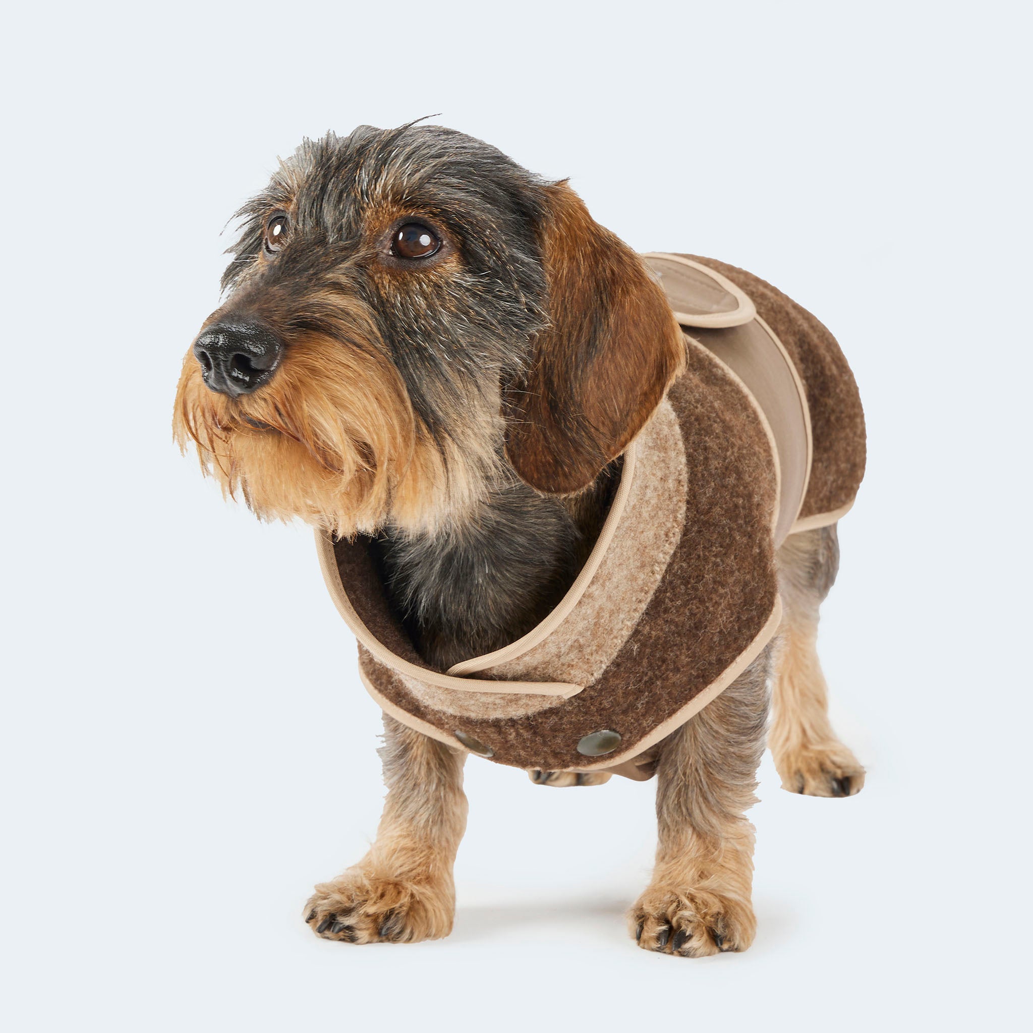Leopold's Finest | Dackel trägt ungefütterten Lodenmantel mit Softshellbrustlatz in braun für Dackel und kleine Hunde Sicht von vorne