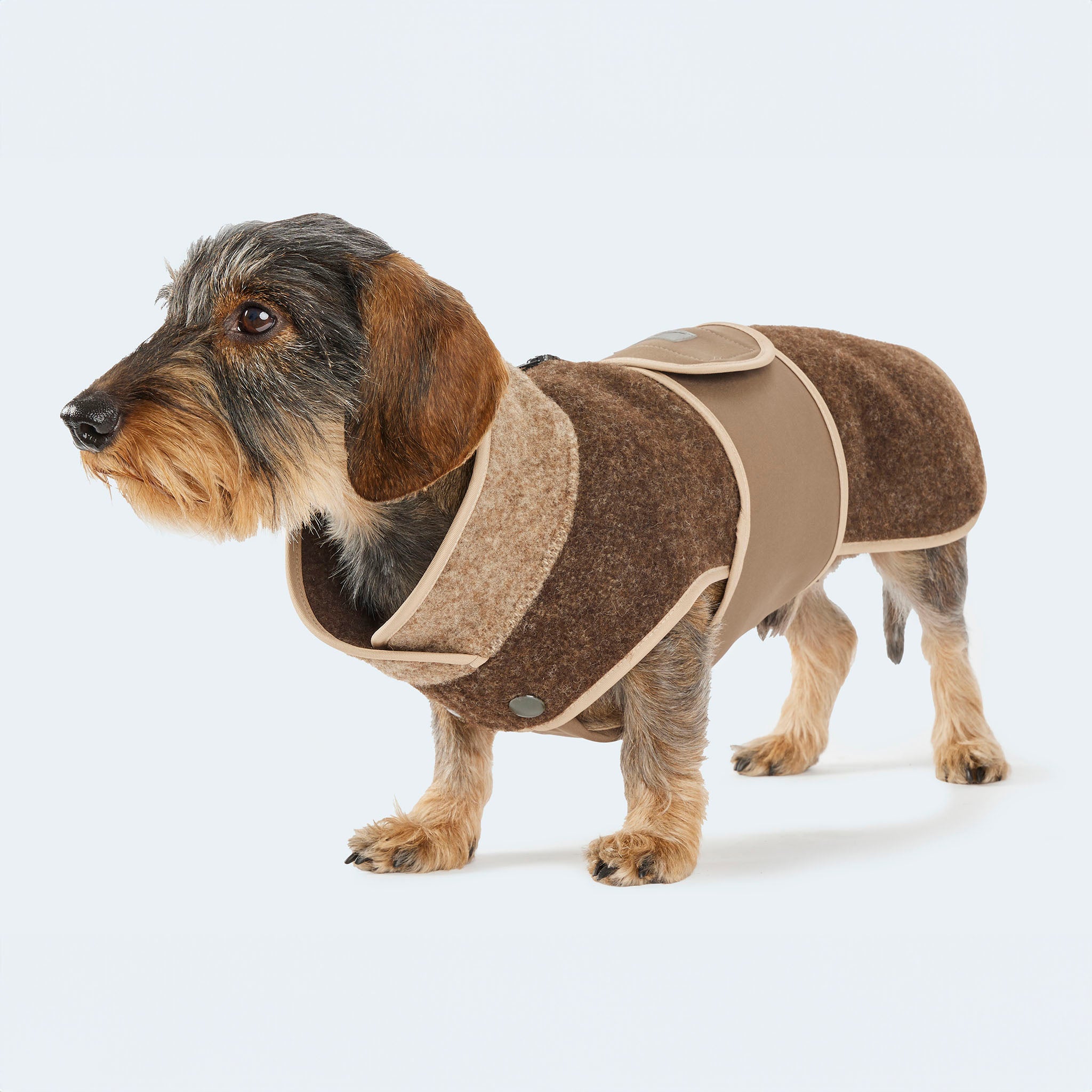 Leopold's Finest | Dackel trägt ungefütterten Lodenmantel mit Softshellbrustlatz in braun für Dackel und kleine Hunde Seitenansicht 