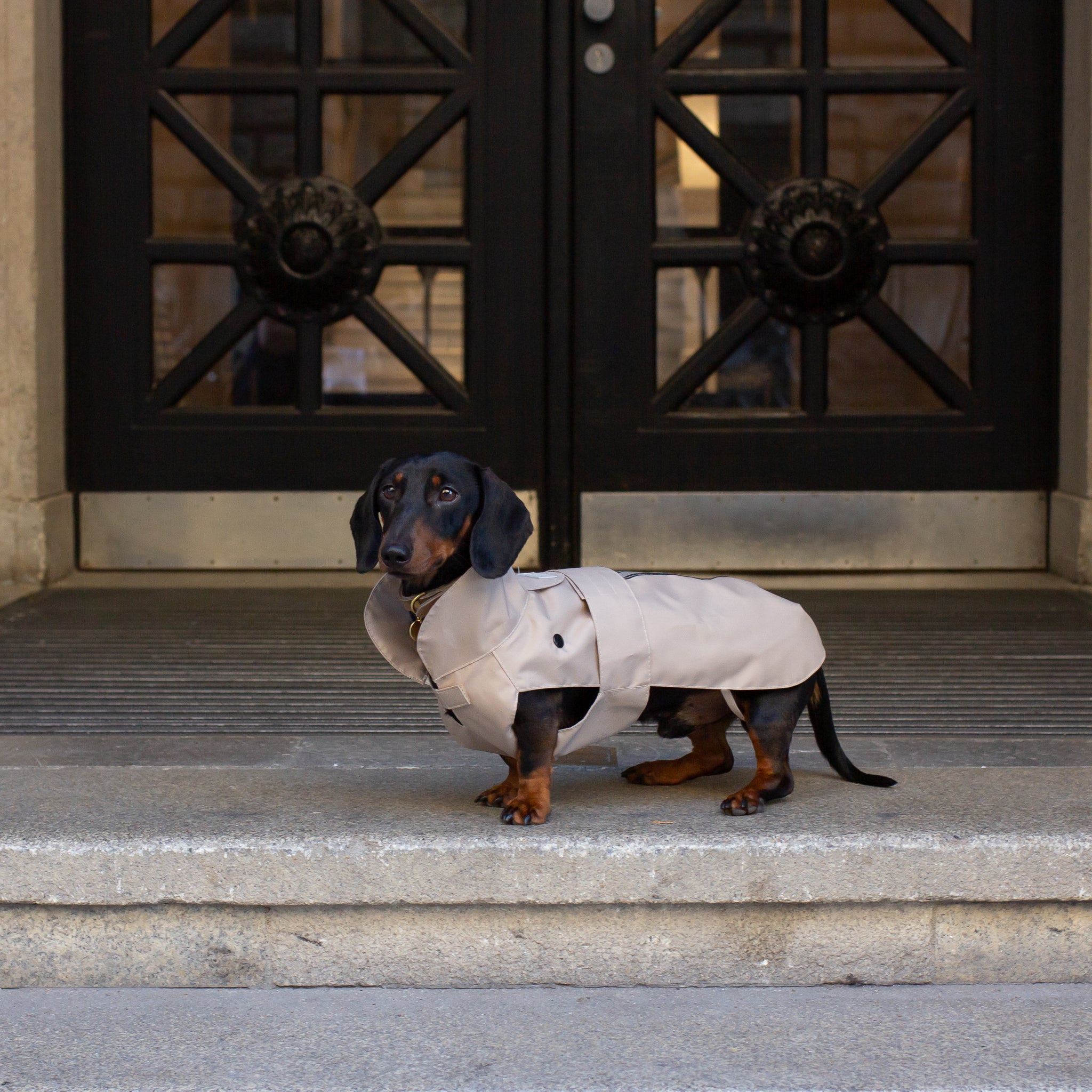 Hunde Regenmantel Dackel     - von Leopold's kaufen bei leopolds-finest