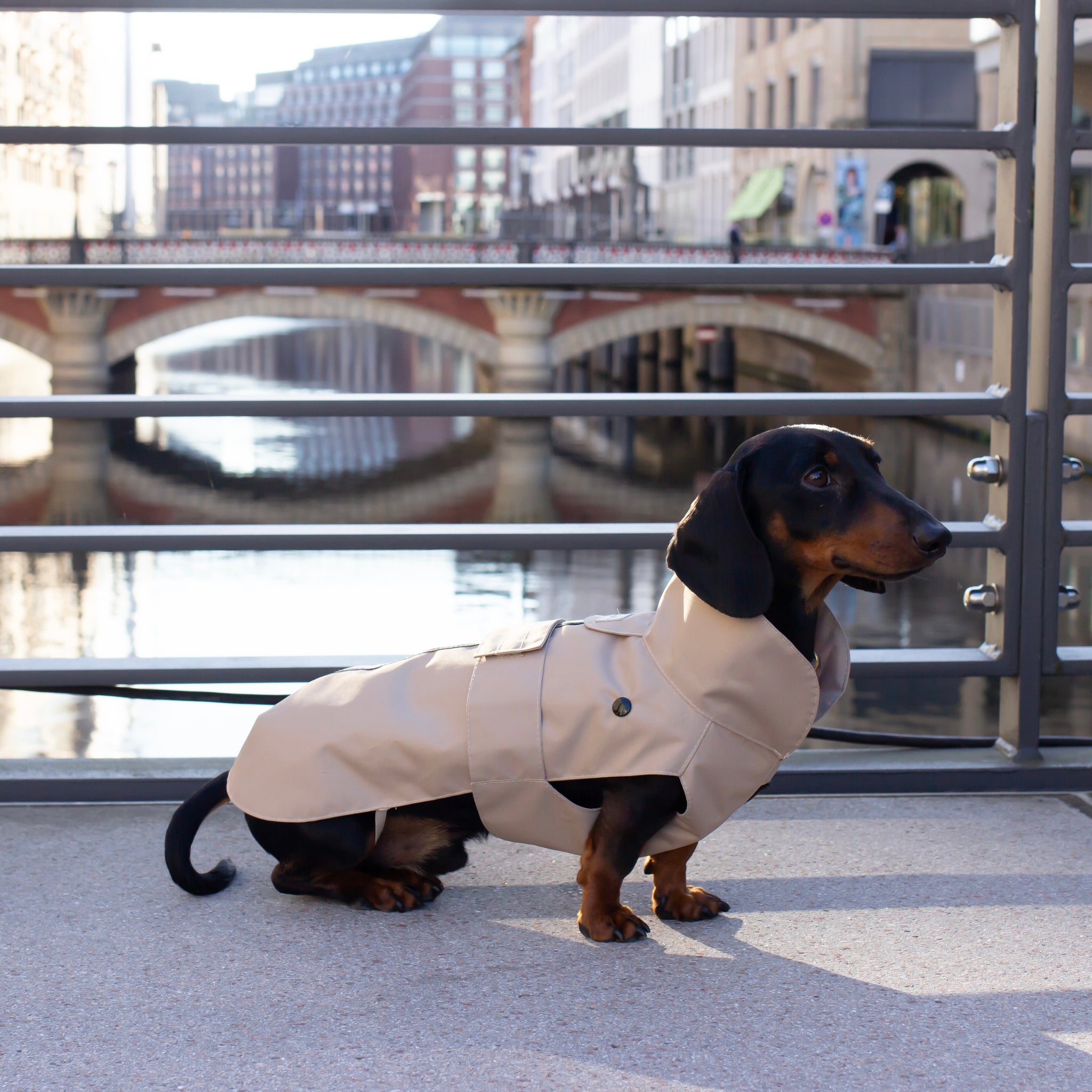 Hunde Regenmantel Wintermantel Dackel     - von Leopold's kaufen bei leopolds-finest