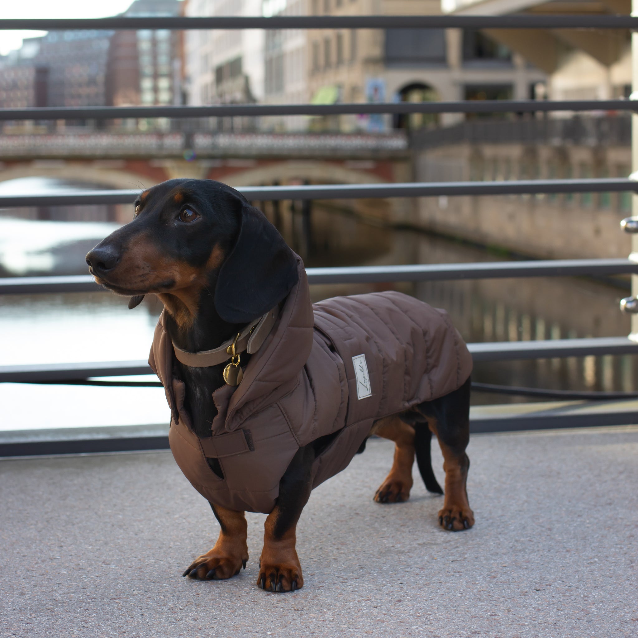 Hundemantel Dackel Leopold's
