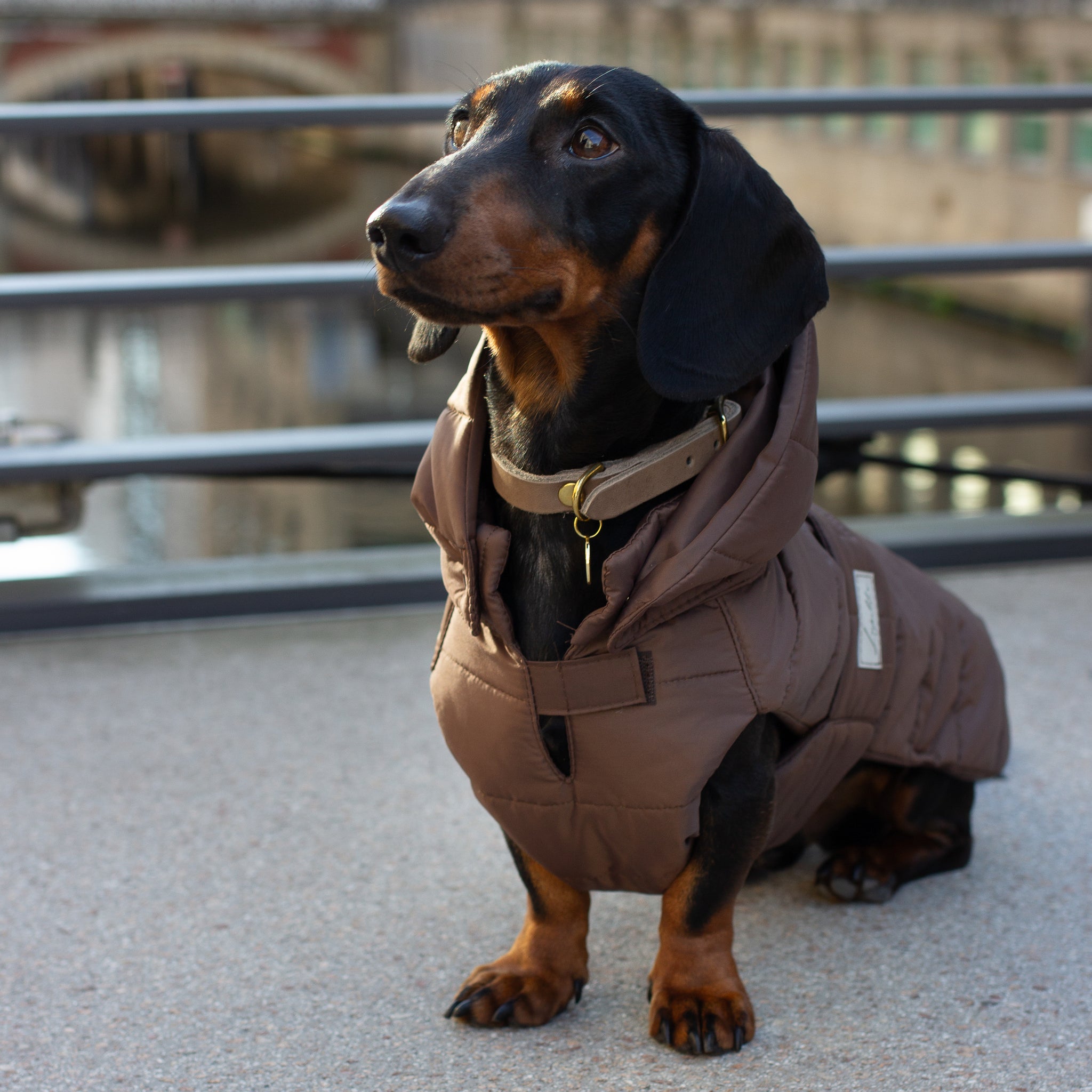 Hundemantel Dackel Leopold's