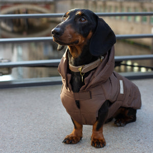 Hundemantel Winter Dackel Leopold's     - von Leopold's kaufen bei leopolds-finest