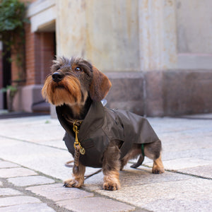 Hunde Regenmantel Wintermantel Dackel oliv