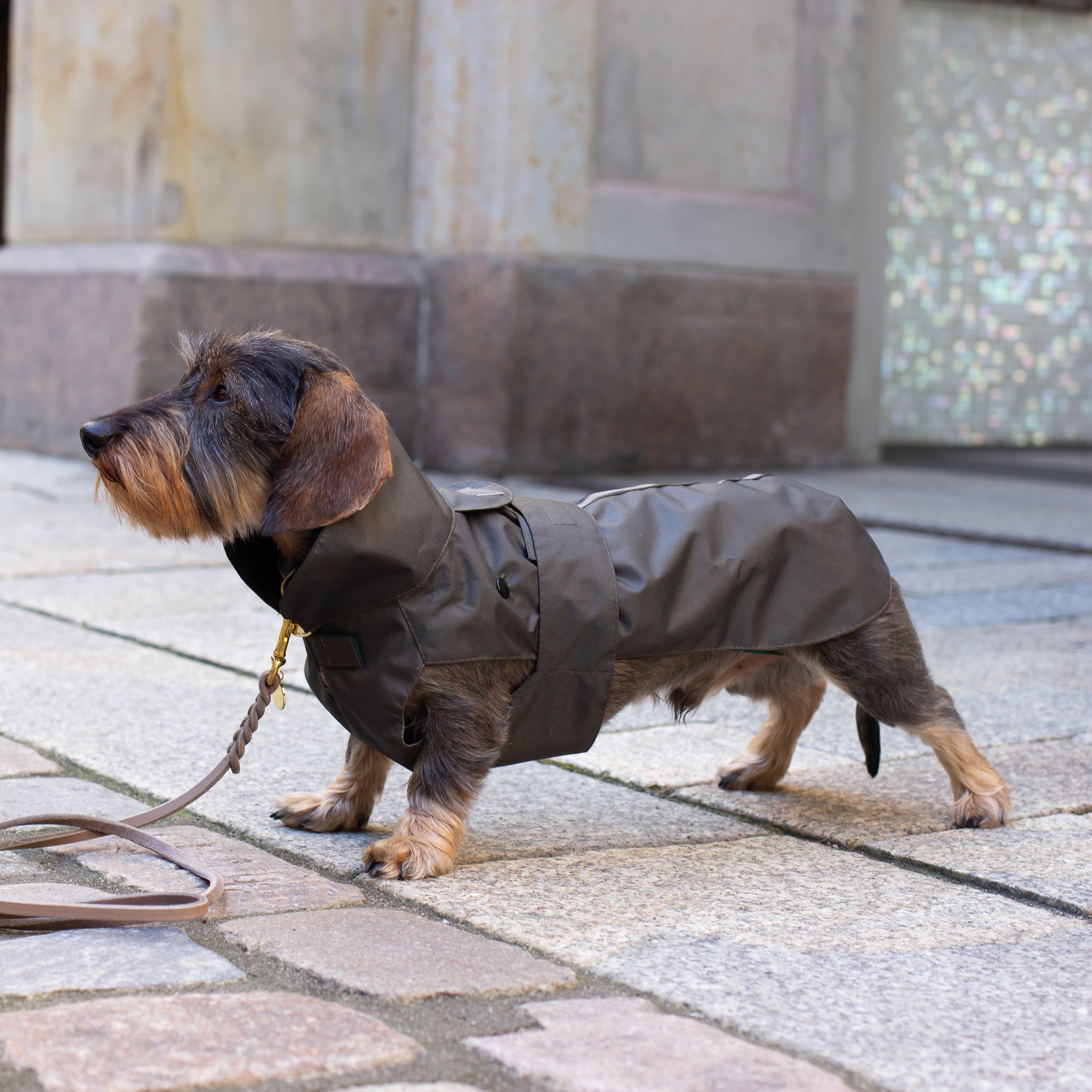 Hunde Regenmantel Wintermantel Dackel     - von Leopold's kaufen bei leopolds-finest