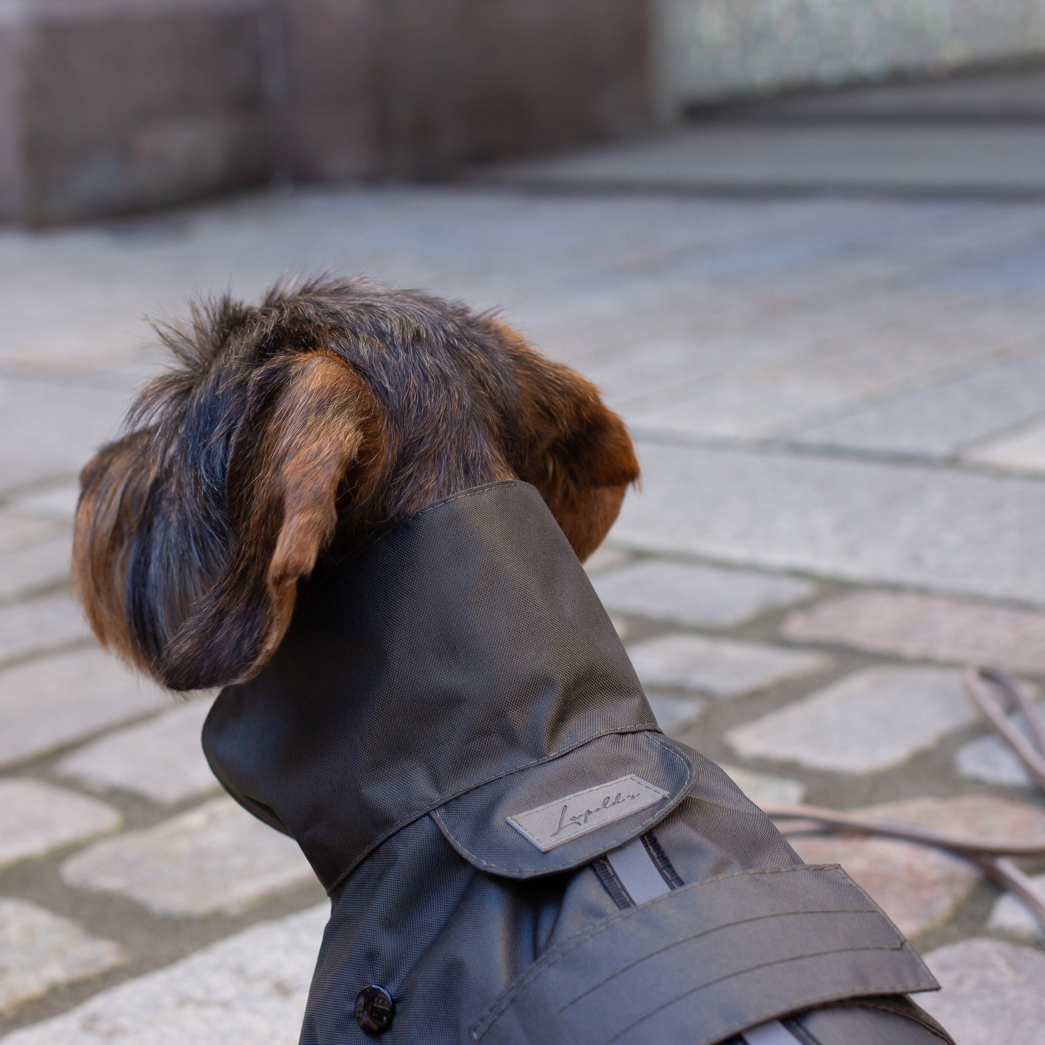 Hunde Regenmantel Dackel     - von Leopold's kaufen bei leopolds-finest