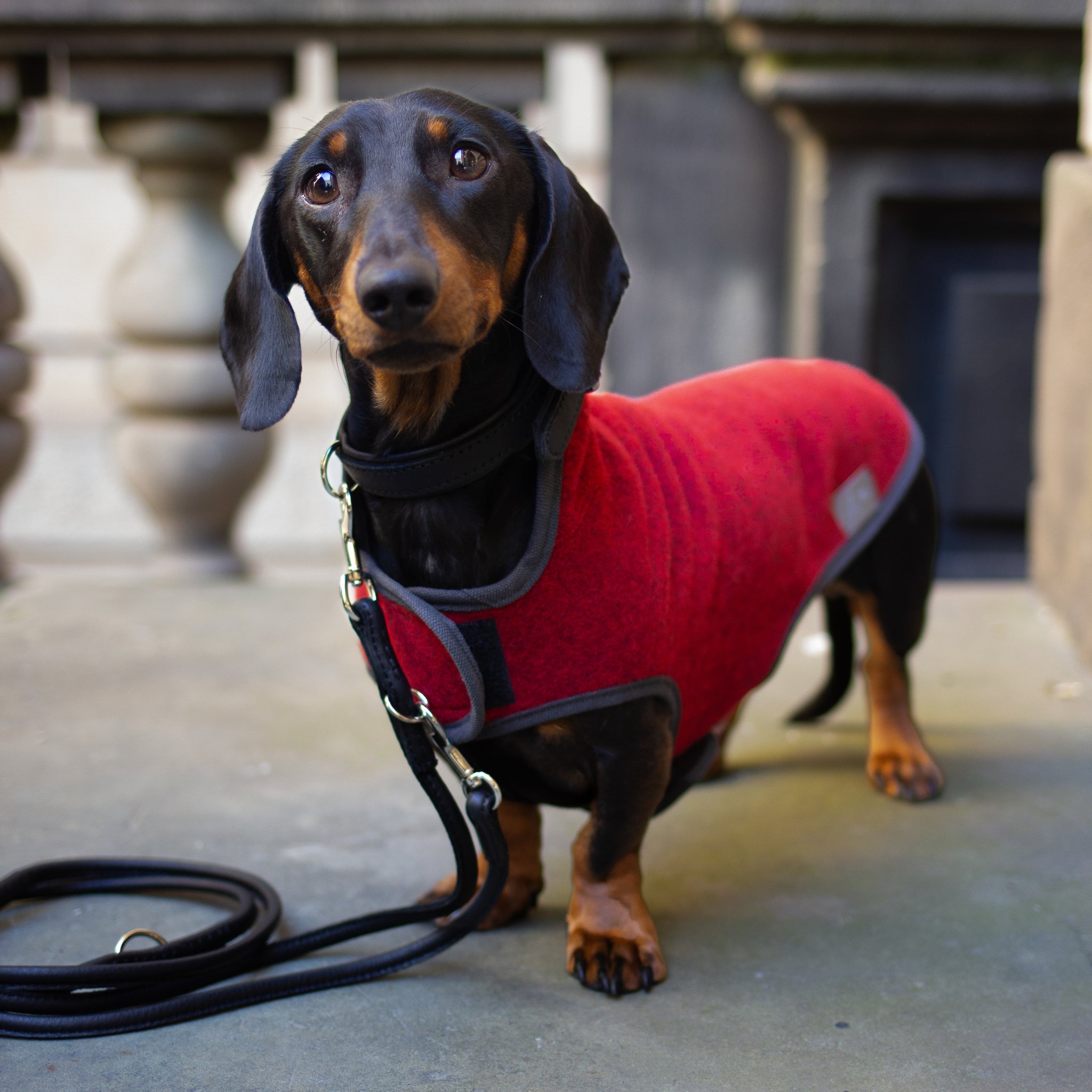 Hundemantel Dackel Loden Handarbeit     - von Leopold's kaufen bei leopolds-finest