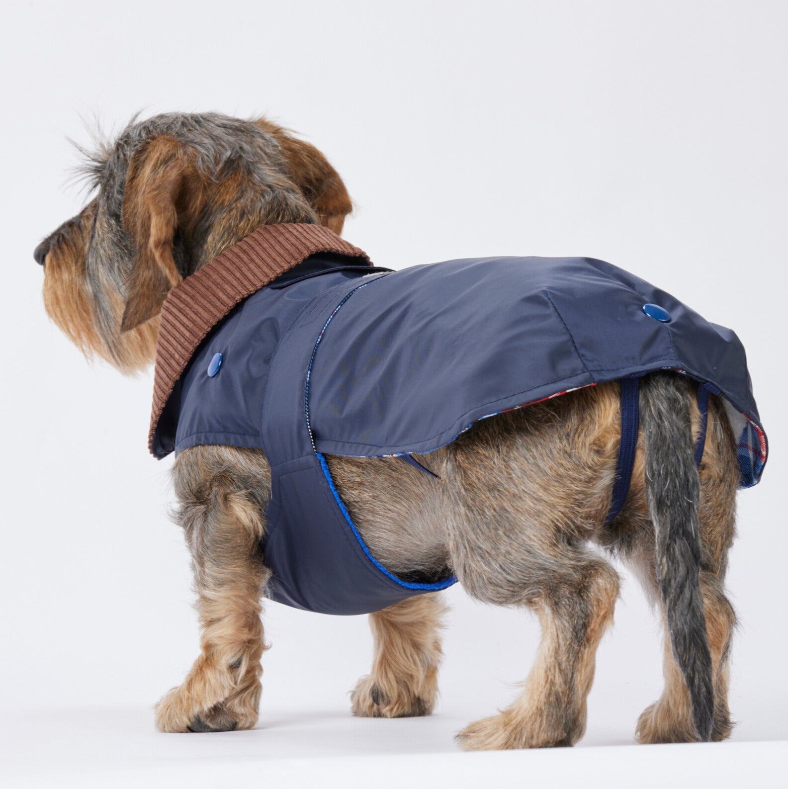 2 in 1 dog raincoat for dachshunds and small dogs