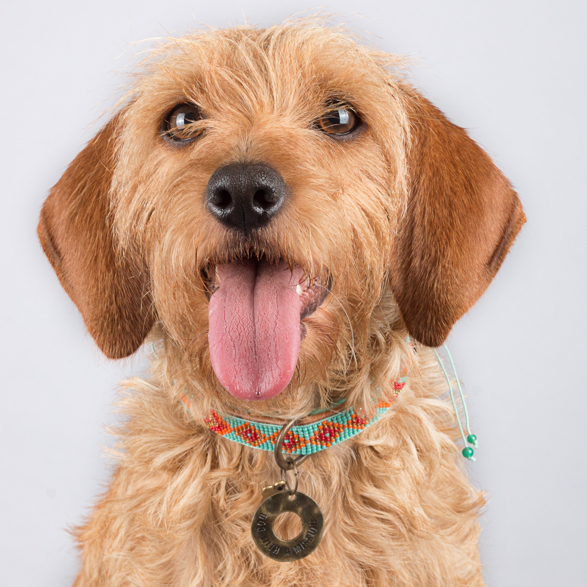 Hundehalsband Dackel Handarbeit     - von DWAM kaufen bei leopolds-finest