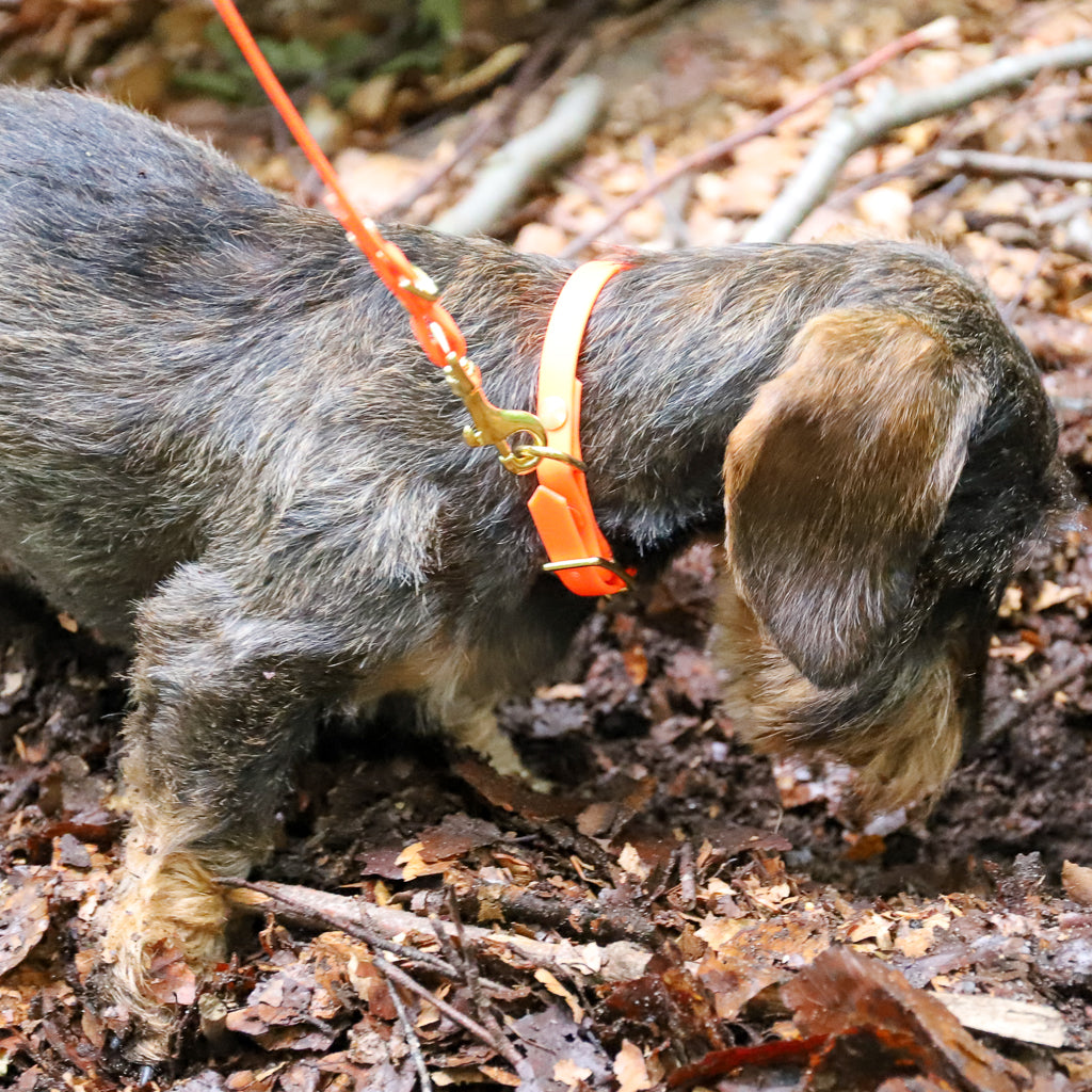 Hund Halsband Dackel     - von Stilhütte kaufen bei leopolds-finest