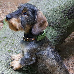 Hundehalsband Dackel     - von Stilhütte kaufen bei leopolds-finest