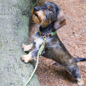 Hundehalsband Dackel     - von Stilhütte kaufen bei leopolds-finest