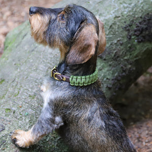 Hundehalsband Dackel     - von Stilhütte kaufen bei leopolds-finest