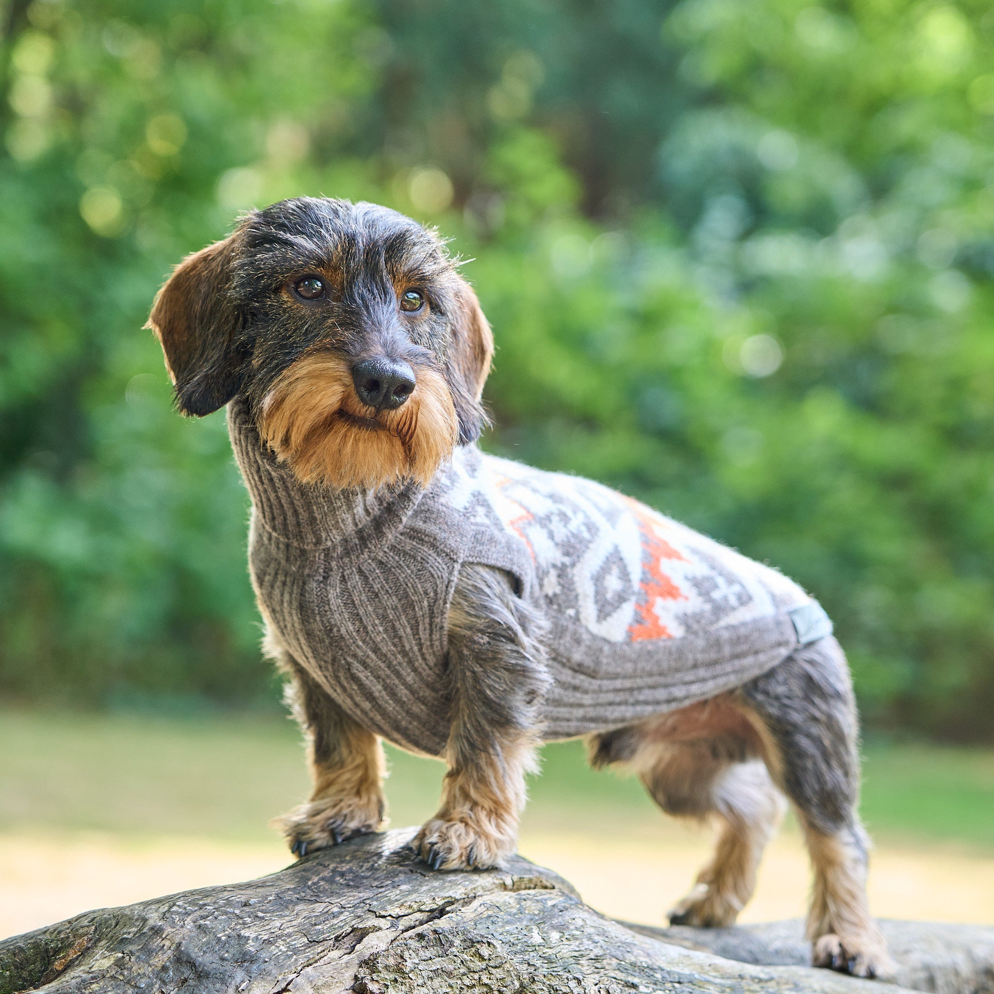 Hundepullover Jacquard Dackel Malteser Zwergpudel Leopold's     - von Leopold´s kaufen bei leopolds-finest