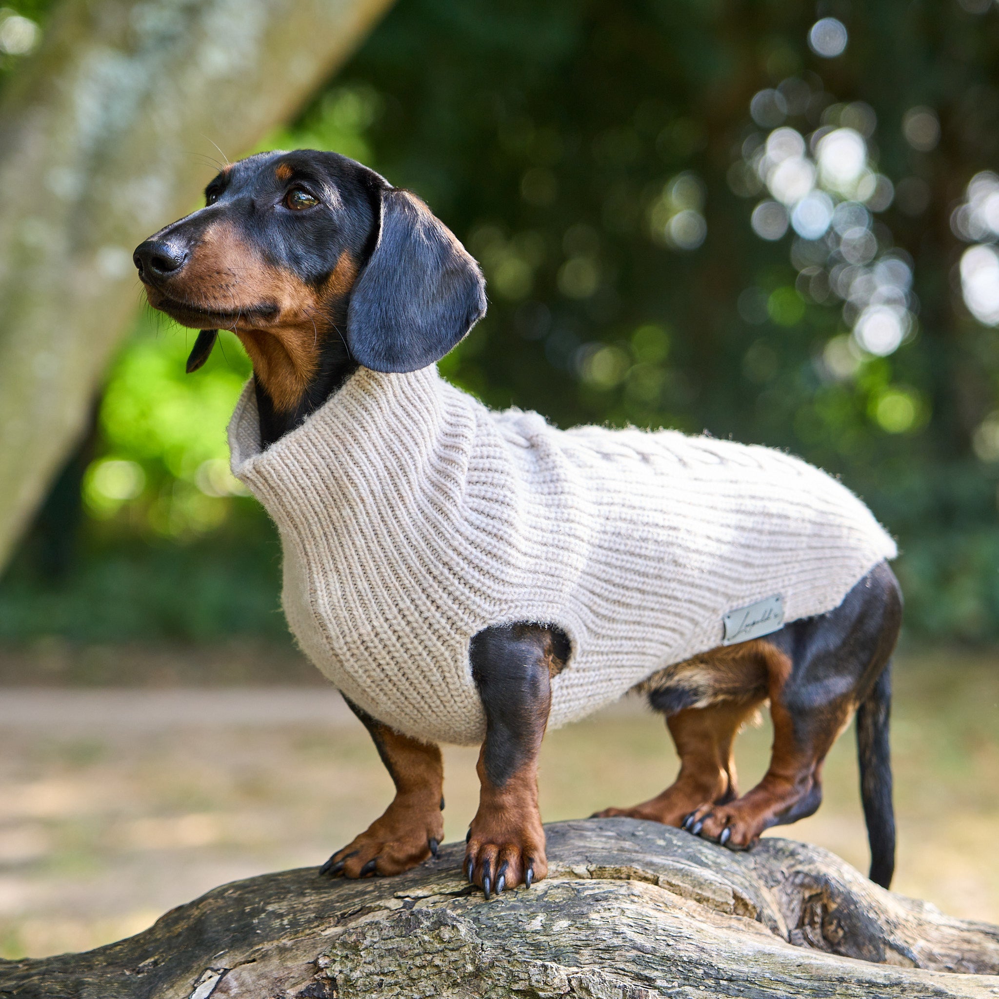 Hundepullover für Dackel Malteser & Zwergpudel     - von Leopold's kaufen bei leopolds-finest
