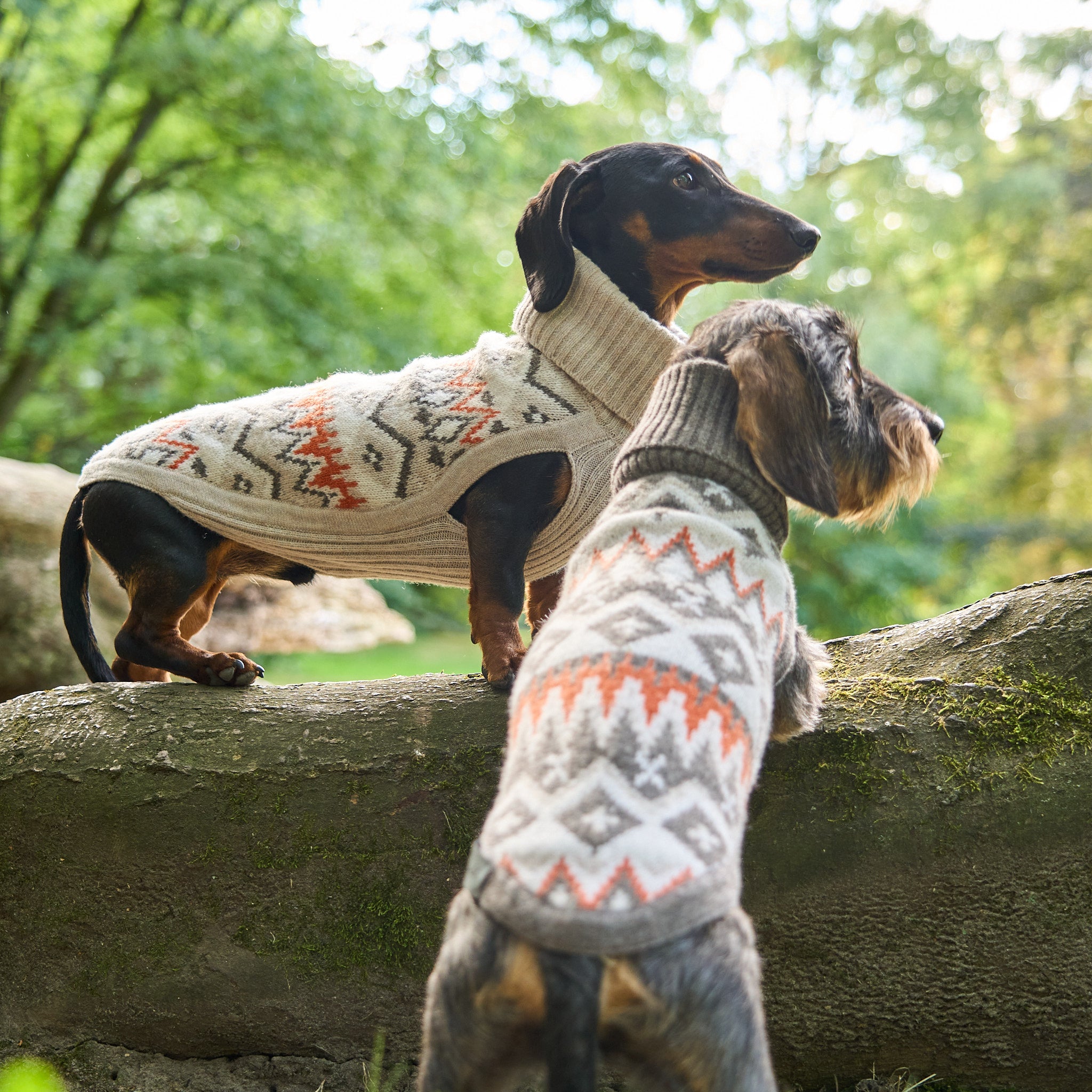 Hundepullover Jacquard Dackel Malteser Zwergpudel Leopold's     - von Leopold´s kaufen bei leopolds-finest