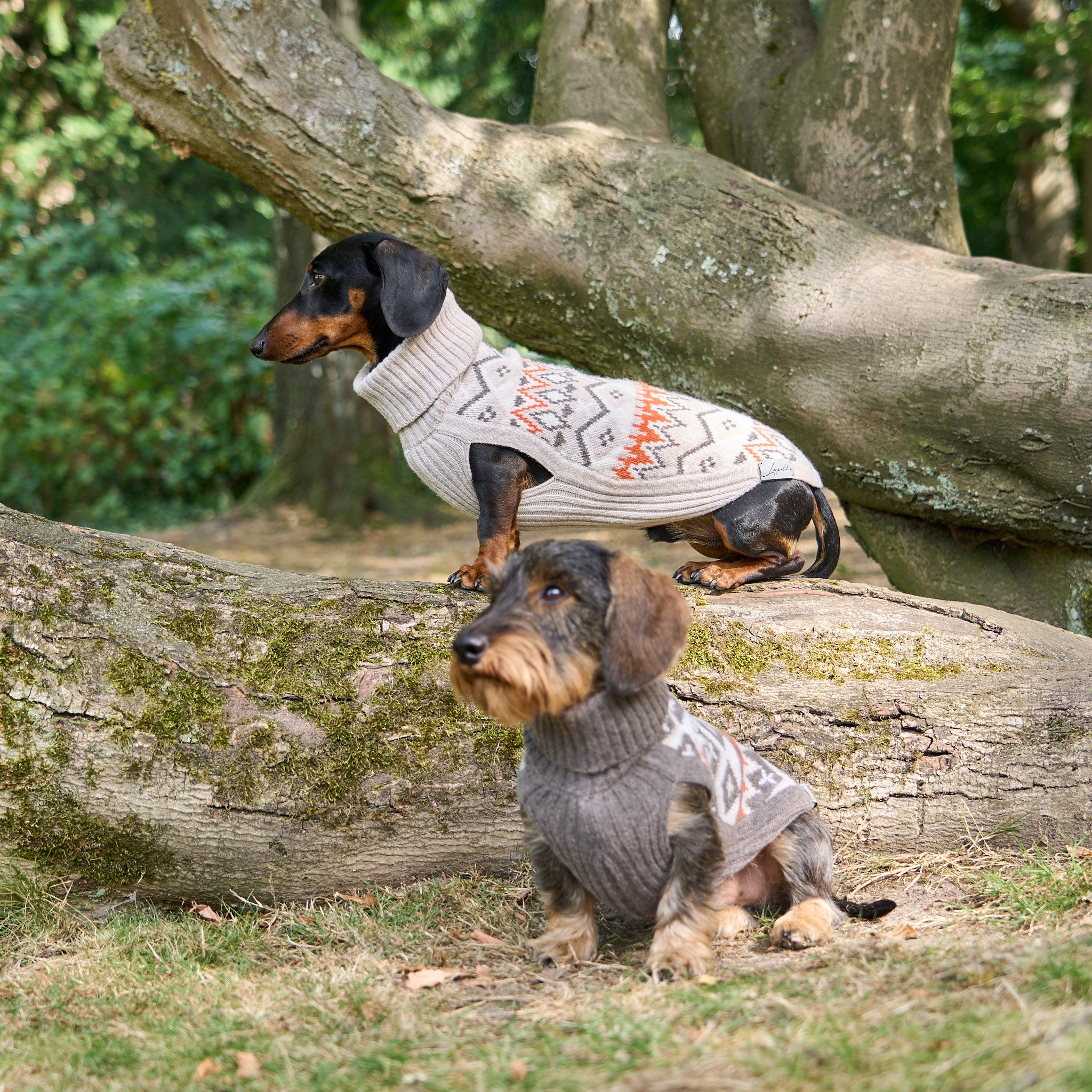 Hundepullover Jacquard Dackel Malteser Zwergpudel Leopold's     - von Leopold´s kaufen bei leopolds-finest