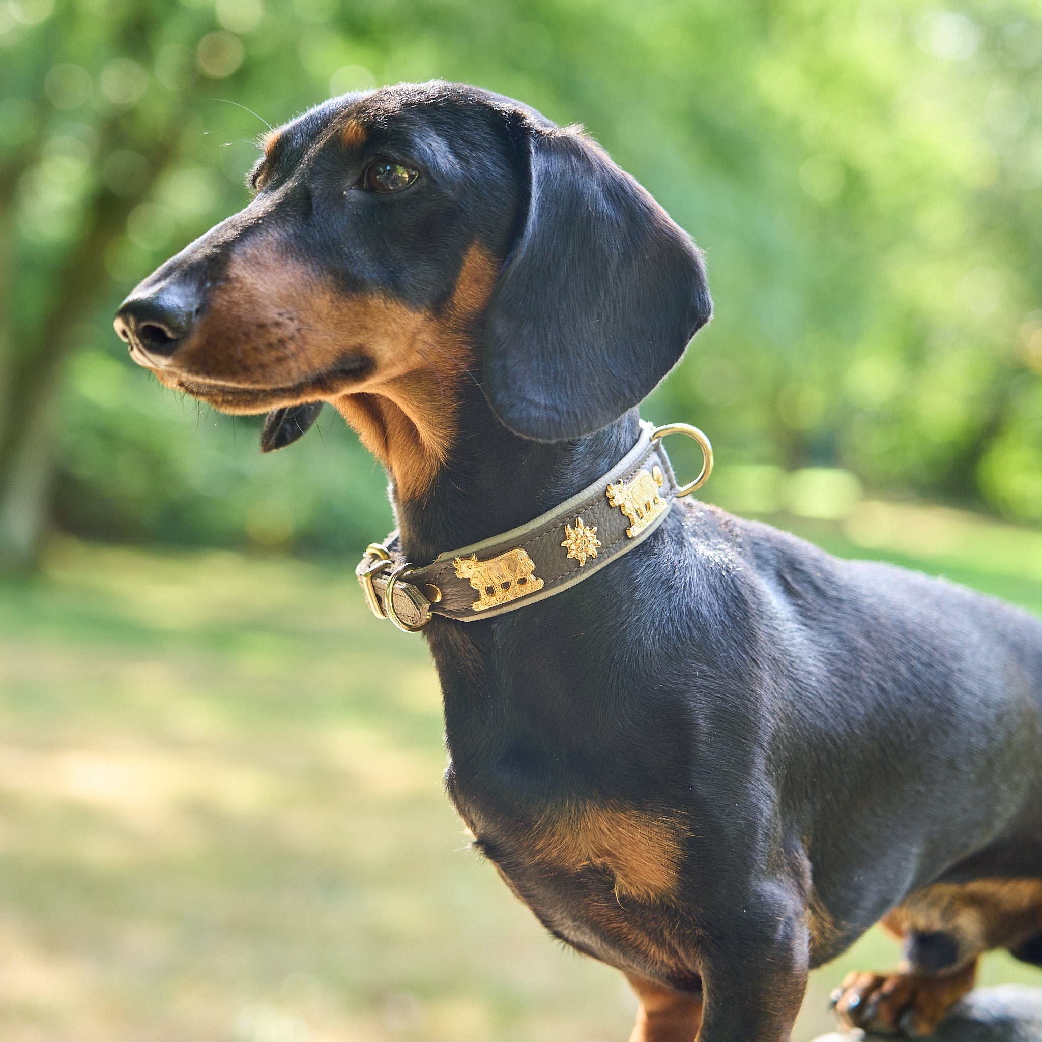 Hundehalsband Kühe Motiv     - von Leopold's kaufen bei leopolds-finest